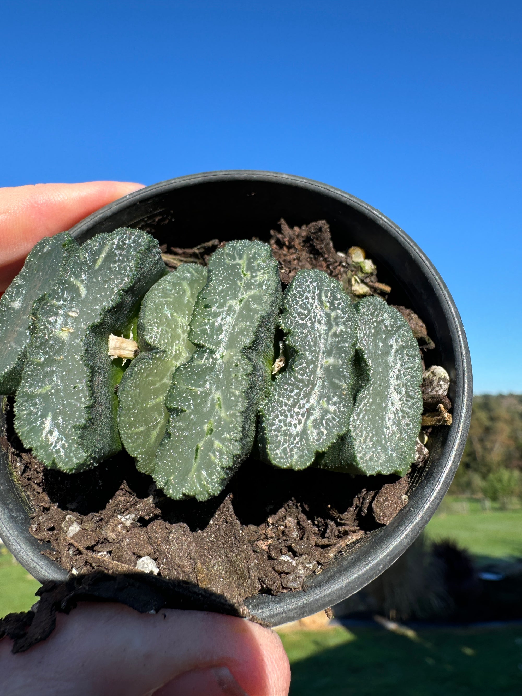 Haworthia truncata  80mm Pot One only H10