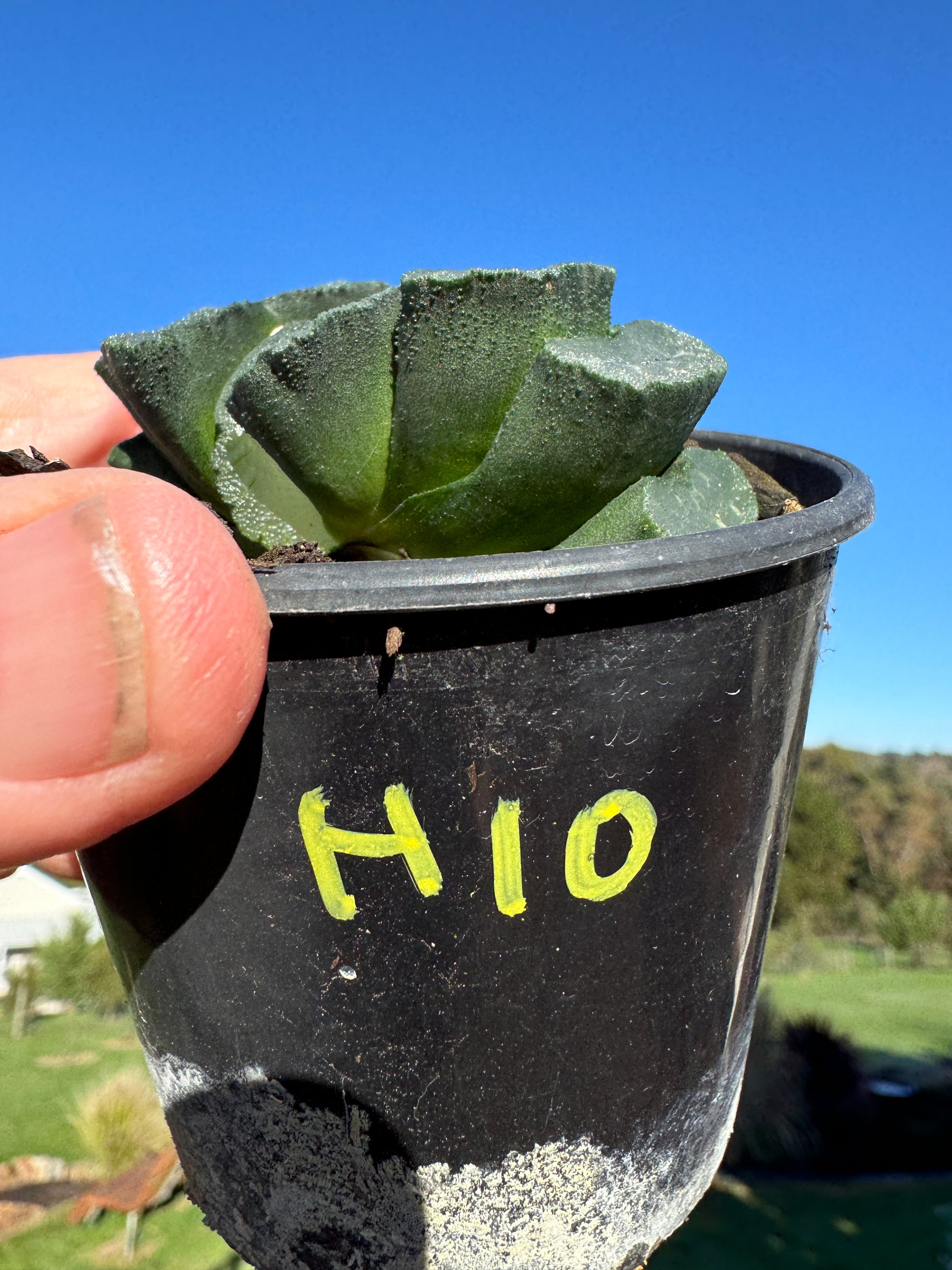 Haworthia truncata  80mm Pot One only H10