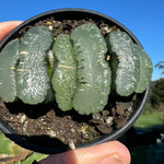 Haworthia truncata  80mm Pot One only H11