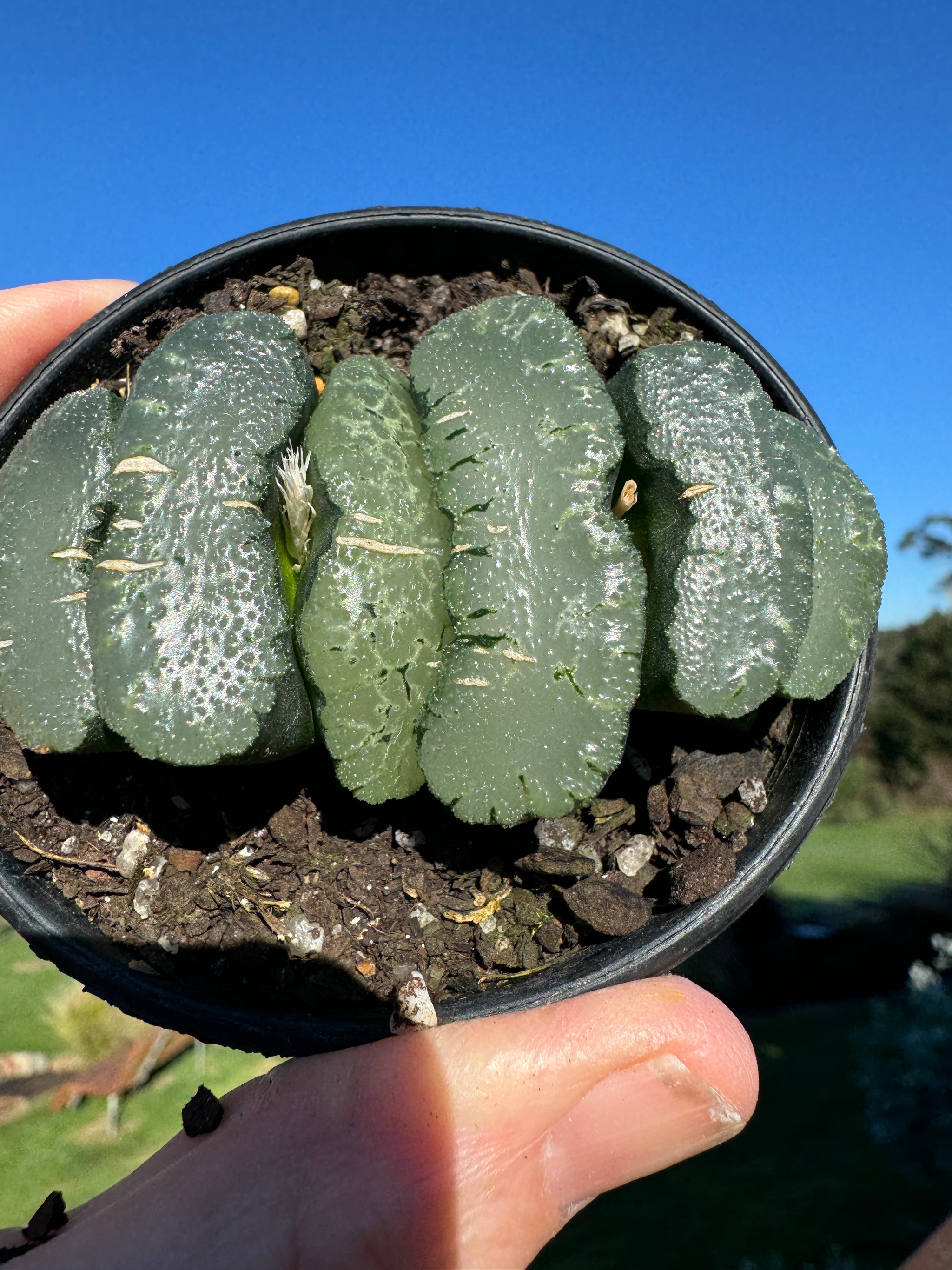 Haworthia truncata  80mm Pot One only H11