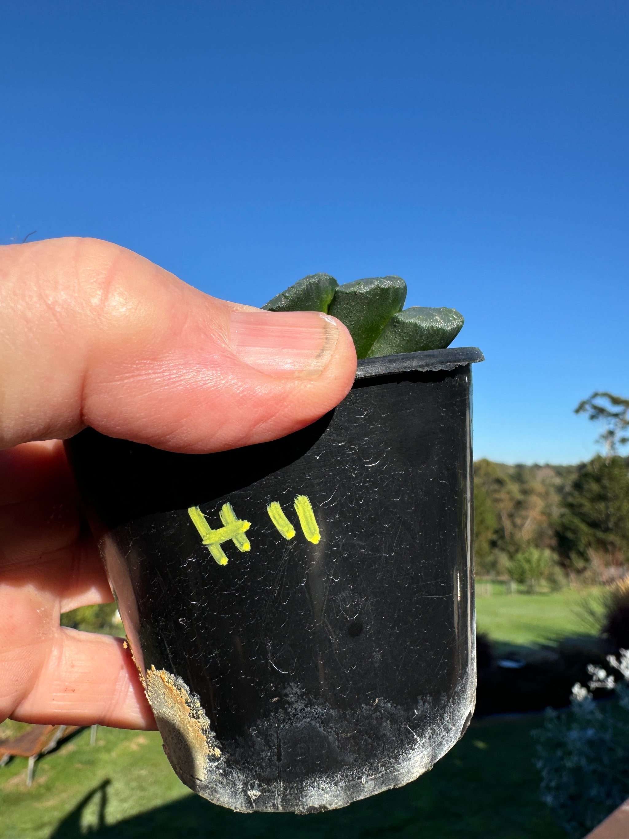 Haworthia truncata  80mm Pot One only H11