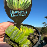 Haworthia truncata var 'Lime Green' 80mm Pot One only H12