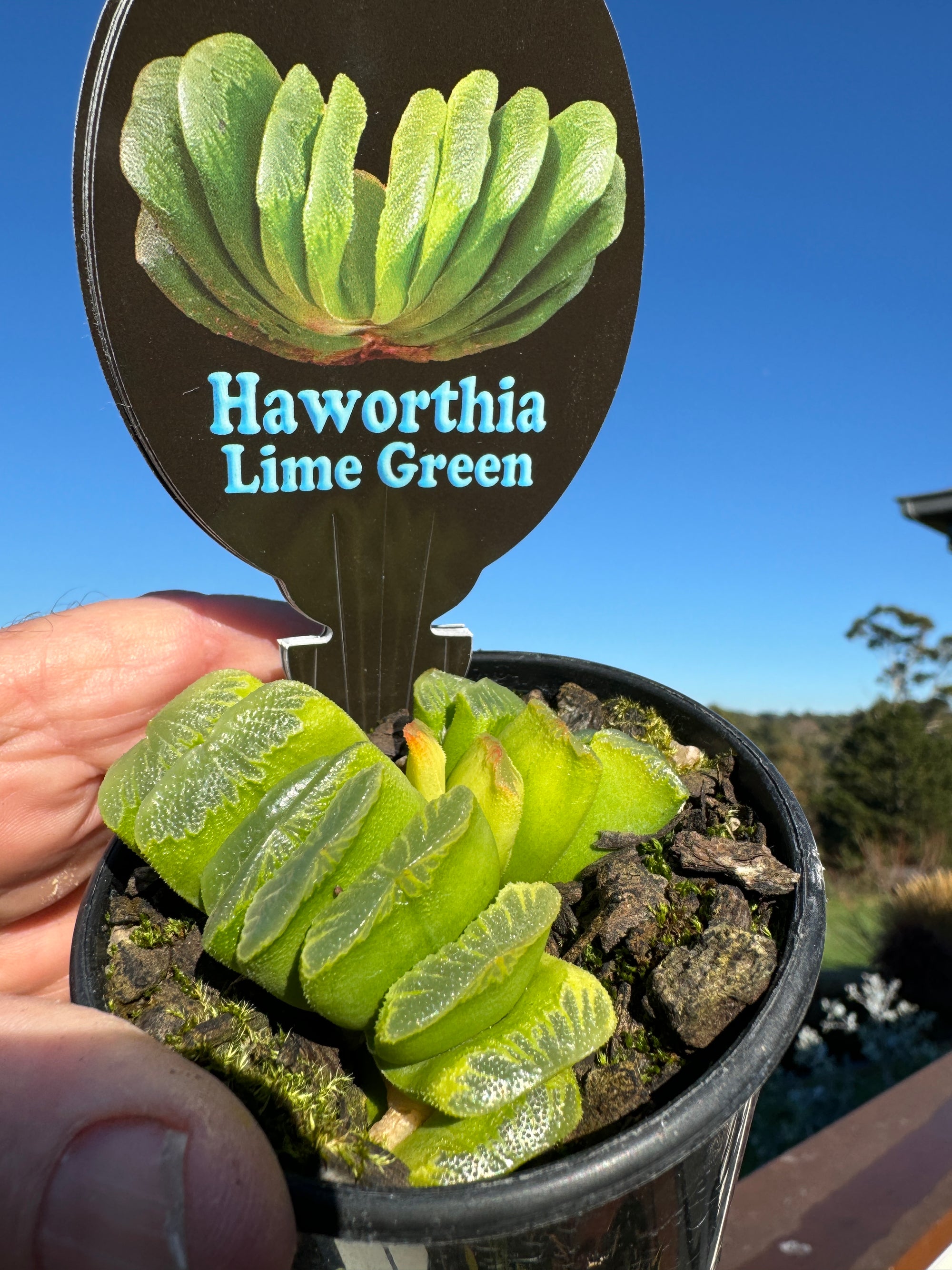 Haworthia truncata var 'Lime Green' 80mm Pot One only H12