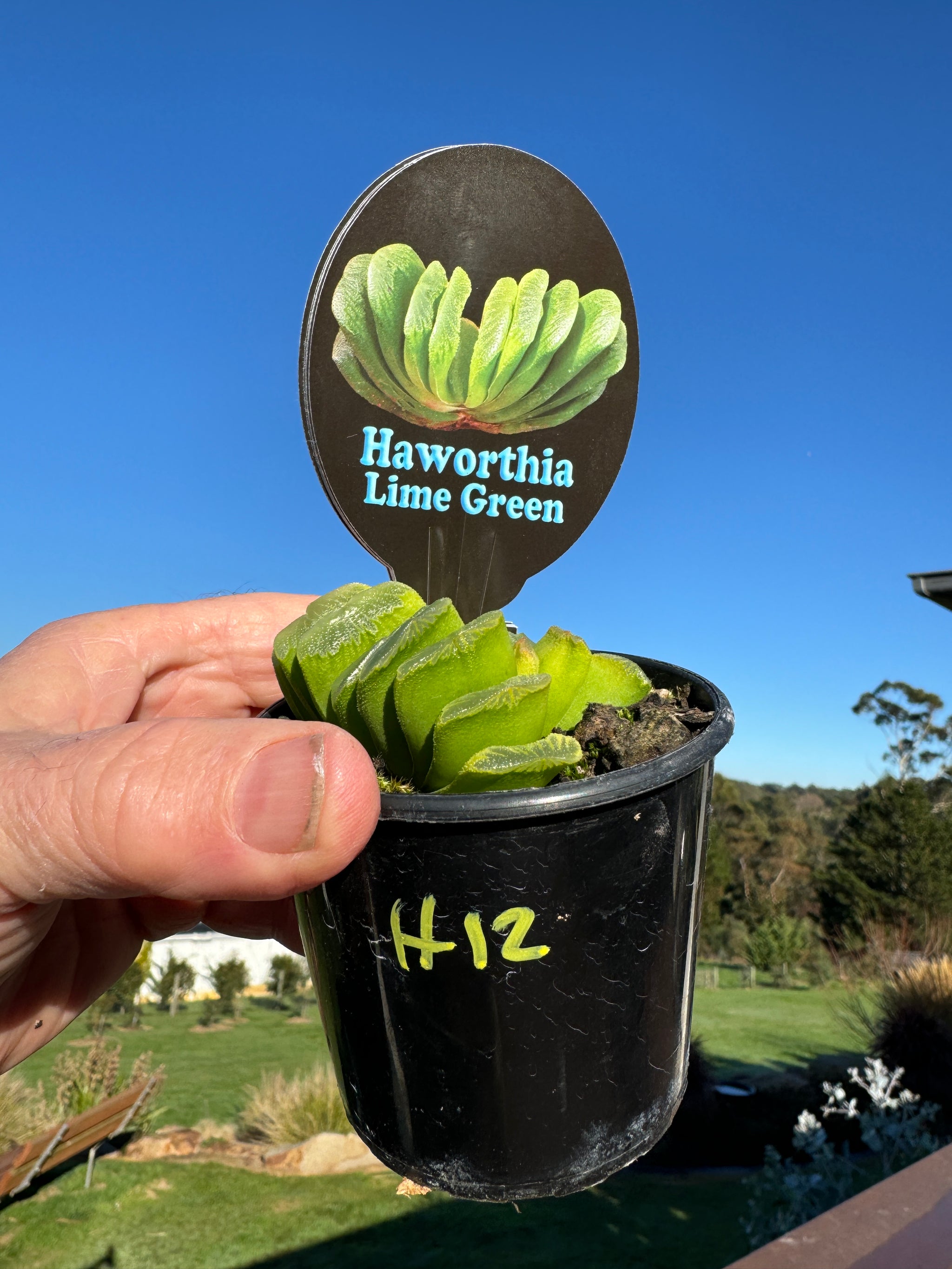 Haworthia truncata var 'Lime Green' 80mm Pot One only H12