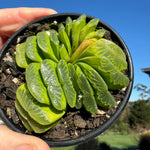 Haworthia truncata var 'Lime Green' 80mm Pot One only H13