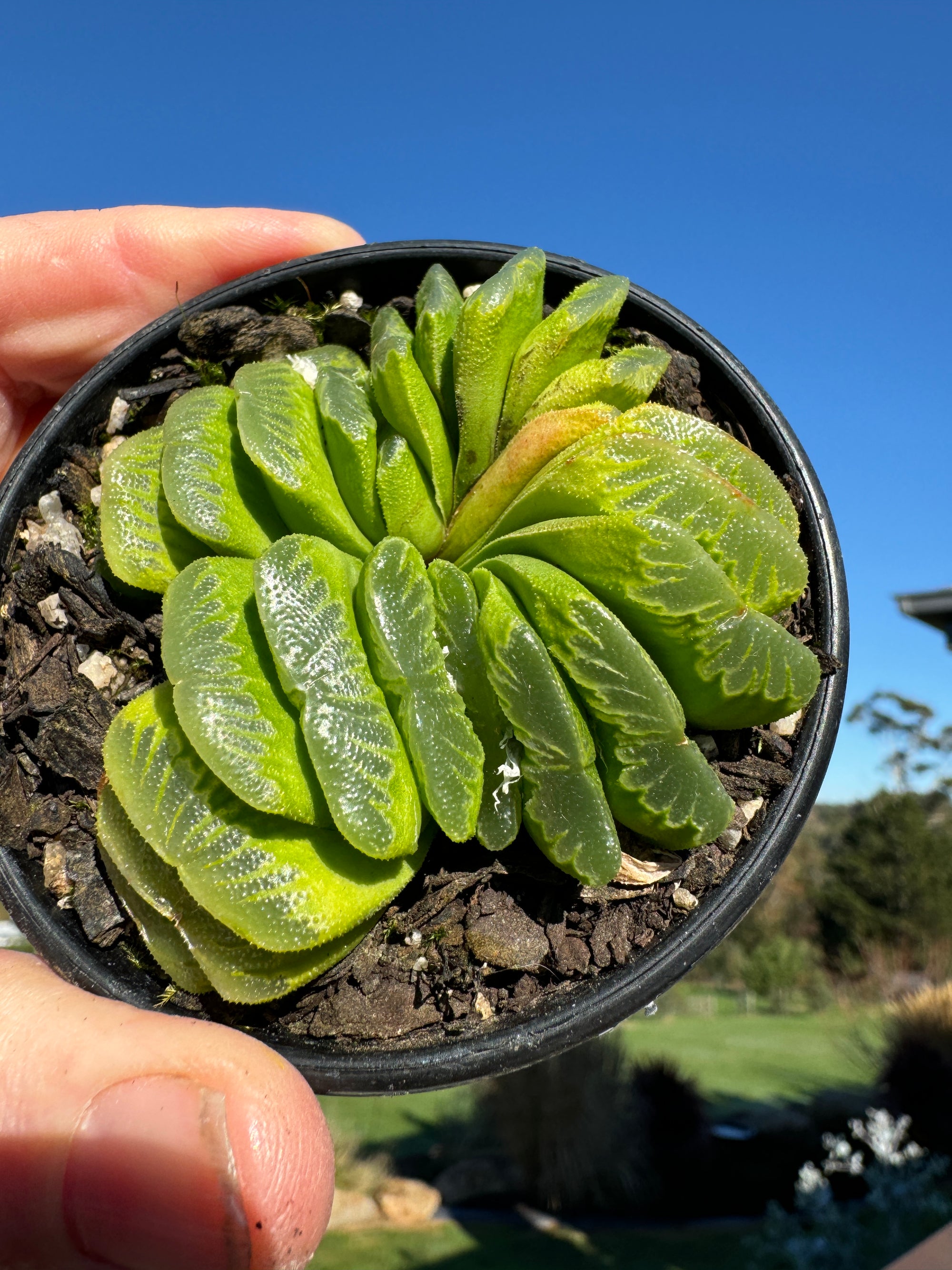 Haworthia truncata var 'Lime Green' 80mm Pot One only H13