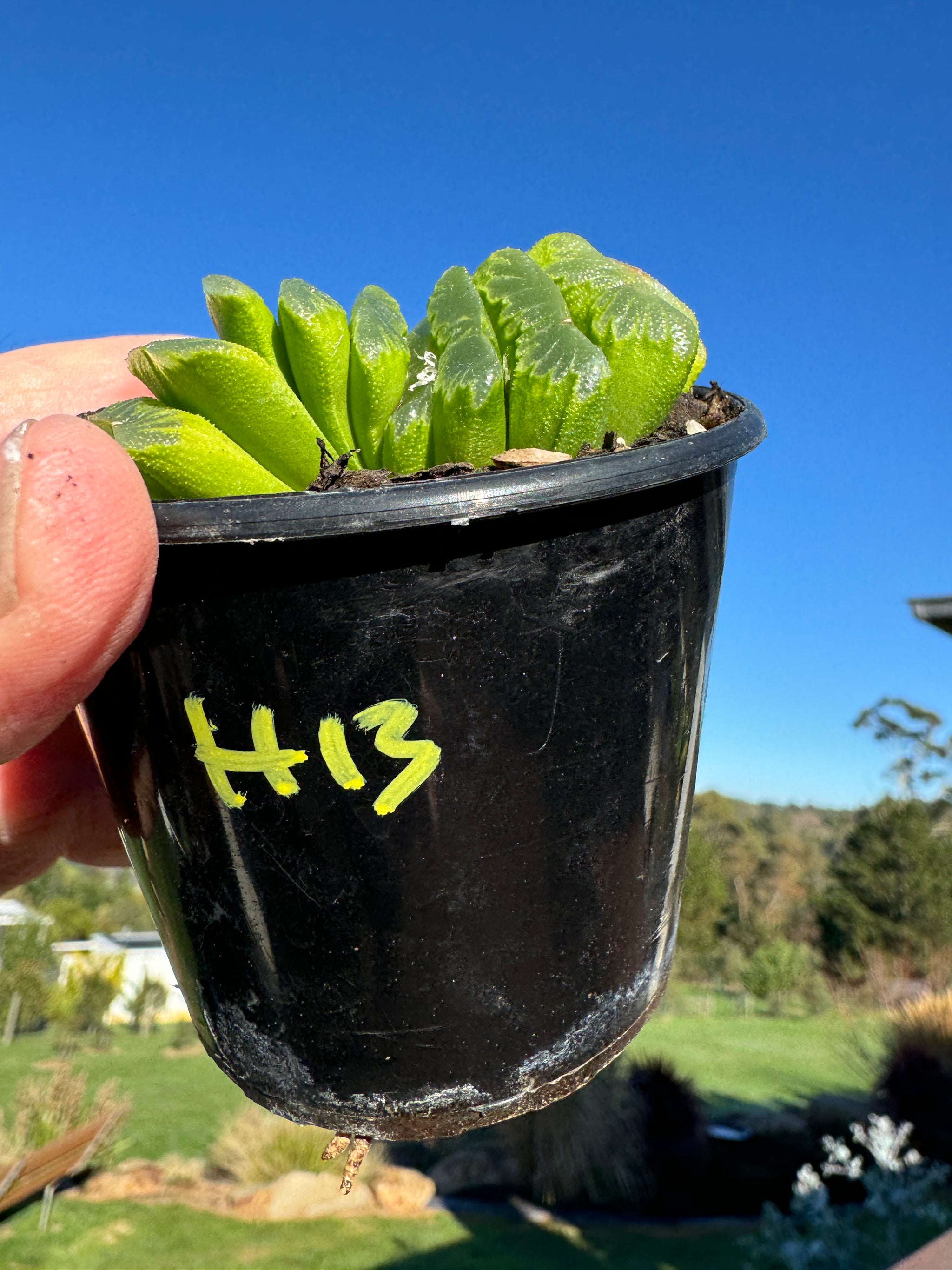 Haworthia truncata var 'Lime Green' 80mm Pot One only H13