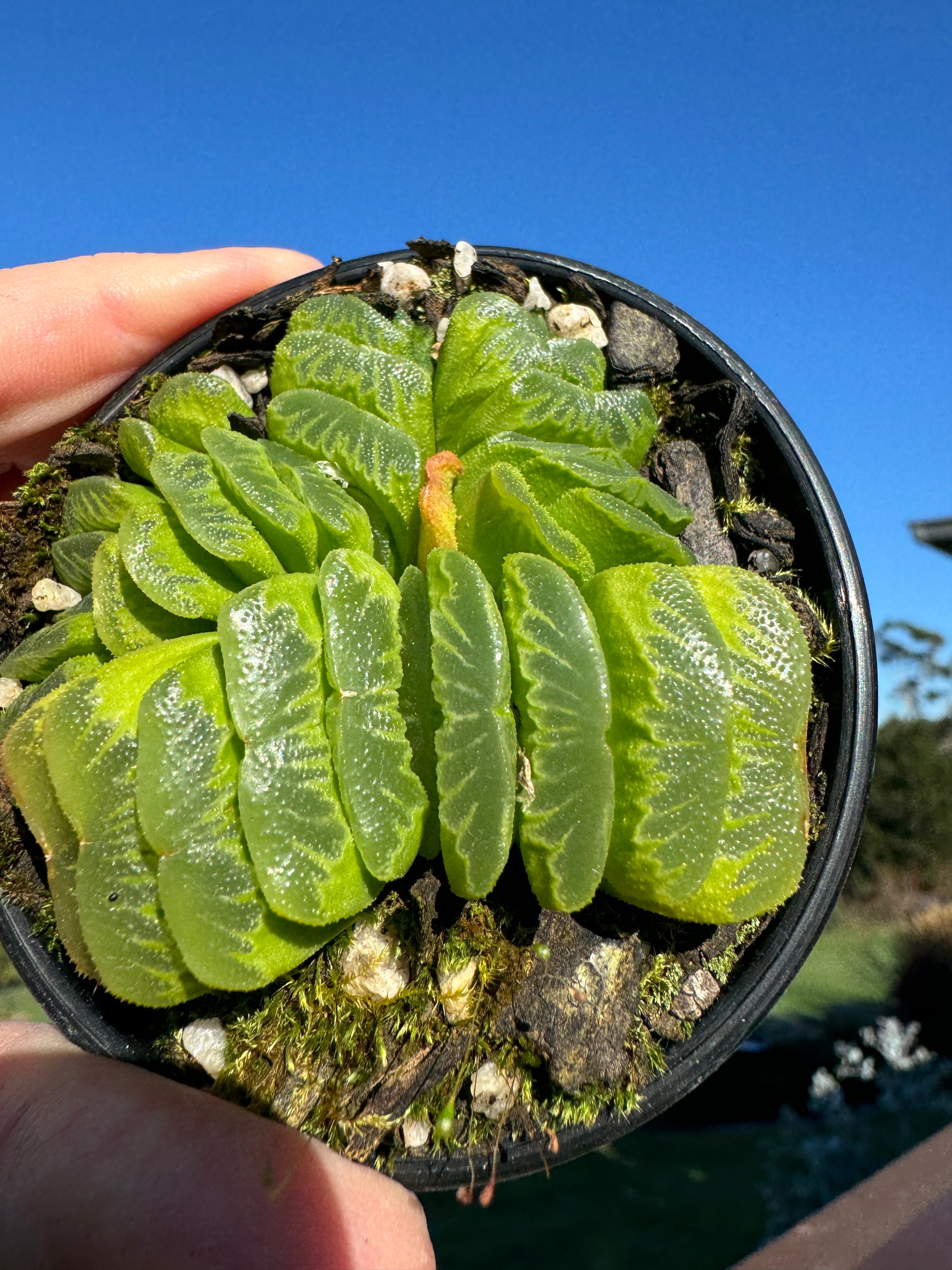 Haworthia truncata var 'Lime Green' 80mm Pot One only H13