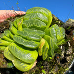 Haworthia truncata var 'Lime Green' 80mm Pot One only H15