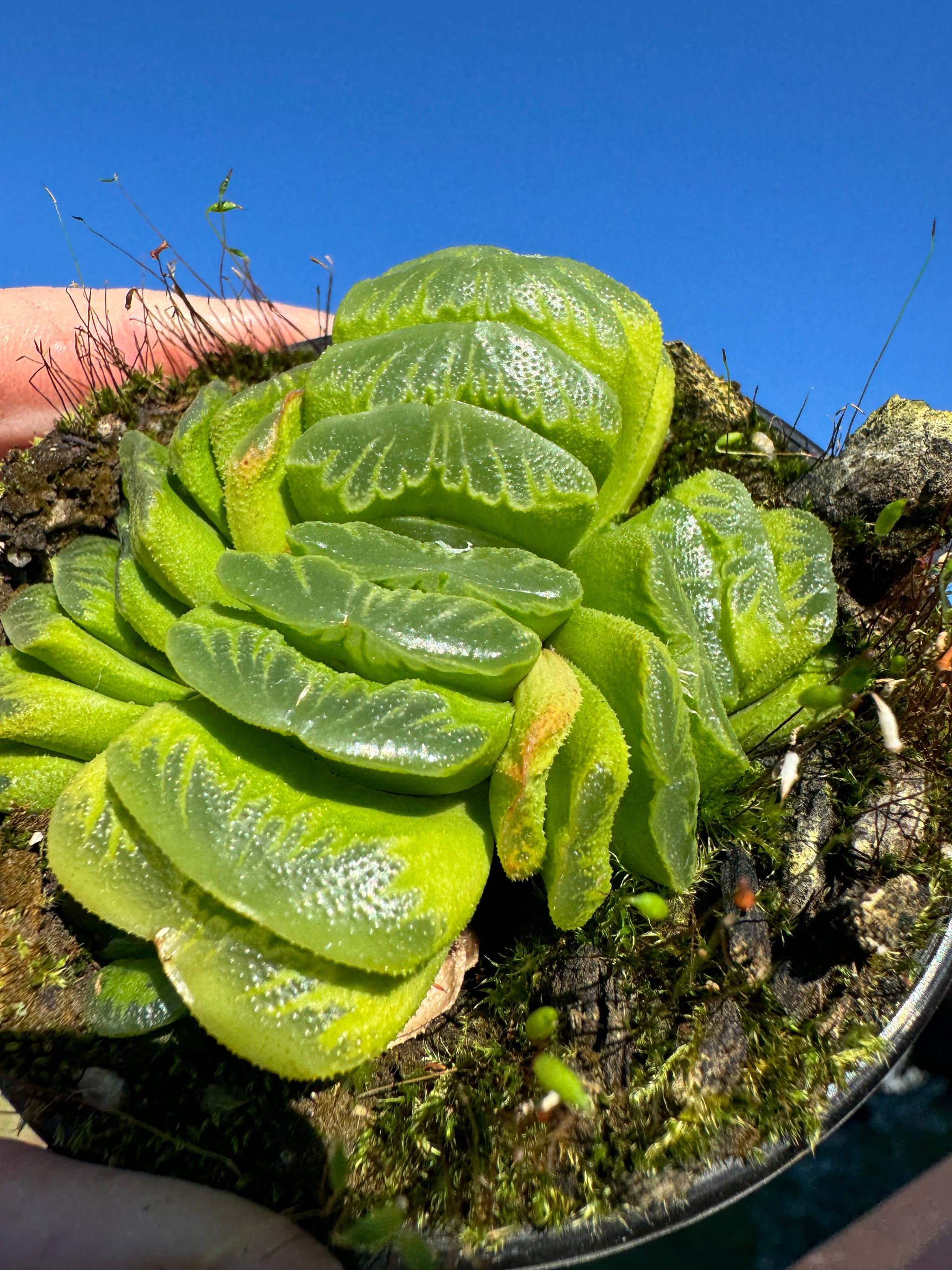 Haworthia truncata var 'Lime Green' 80mm Pot One only H15