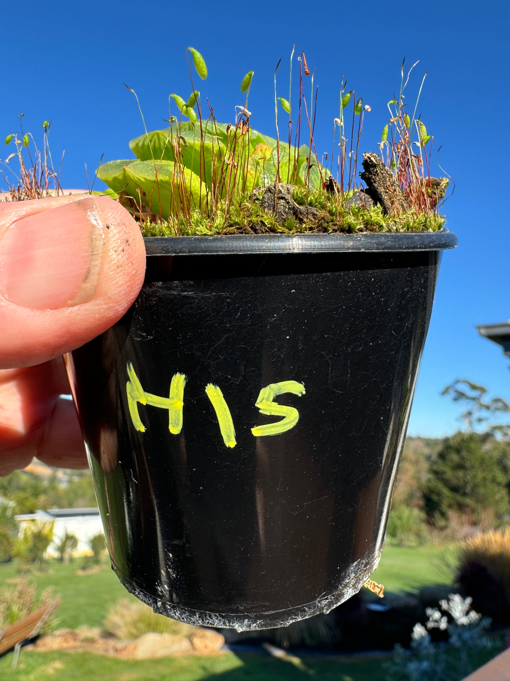 Haworthia truncata var 'Lime Green' 80mm Pot One only H15