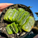 Haworthia truncata var 'Lime Green' 80mm Pot One only H16