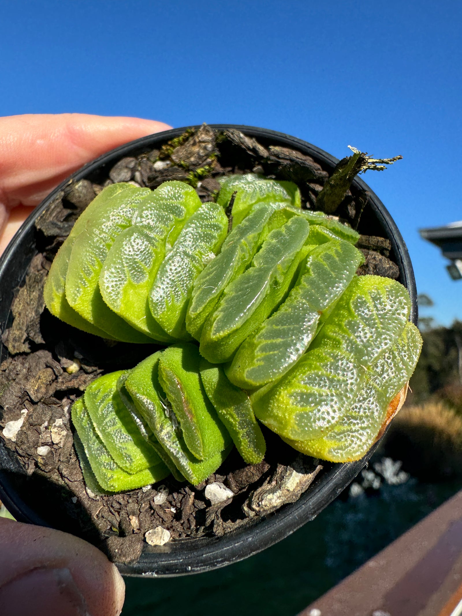 Haworthia truncata var 'Lime Green' 80mm Pot One only H16