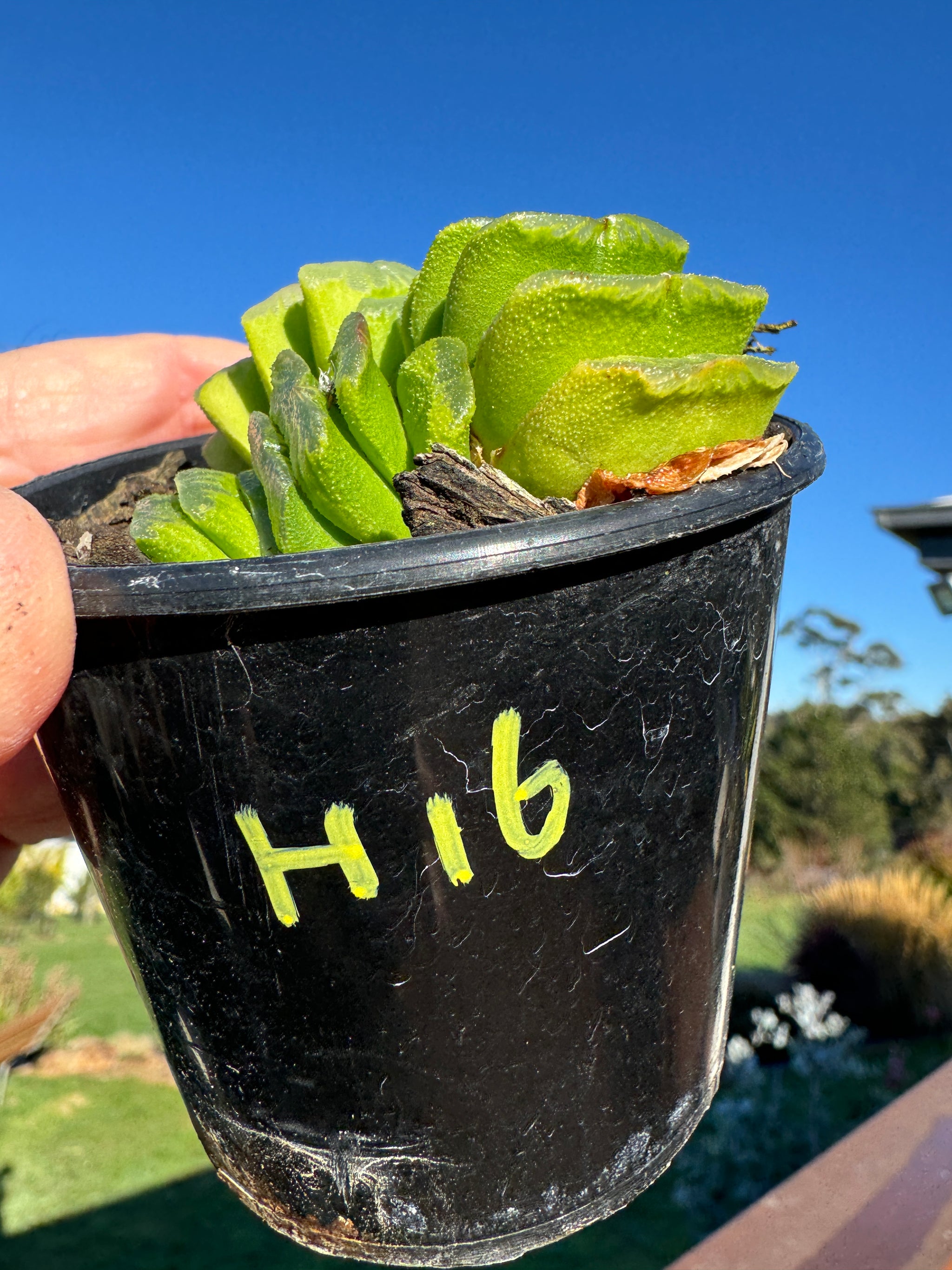 Haworthia truncata var 'Lime Green' 80mm Pot One only H16