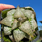 Haworthia splendins 'Baiyin' 80mm Pot One only H18