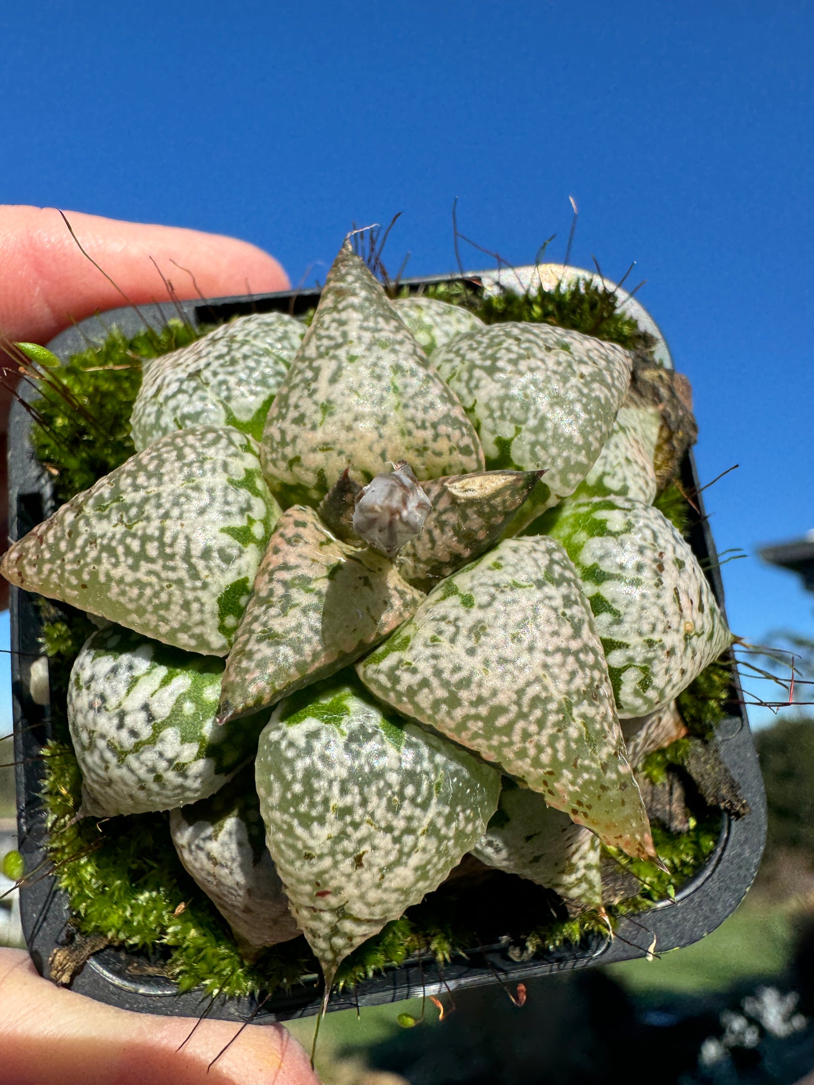 Haworthia splendins 'Baiyin' 80mm Pot One only H18