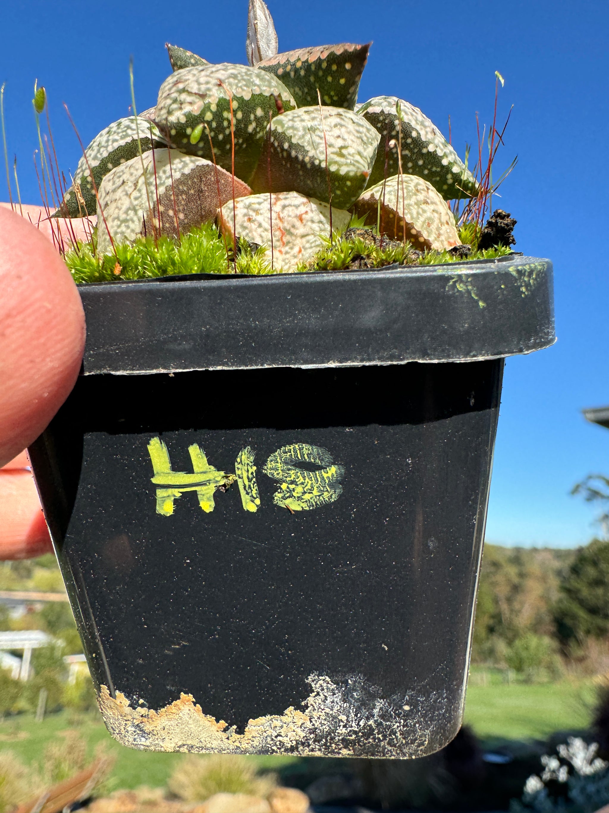 Haworthia splendins 'Baiyin' 80mm Pot One only H18