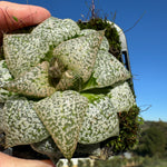 Haworthia splendins 'Baiyin' 80mm Pot One only H20