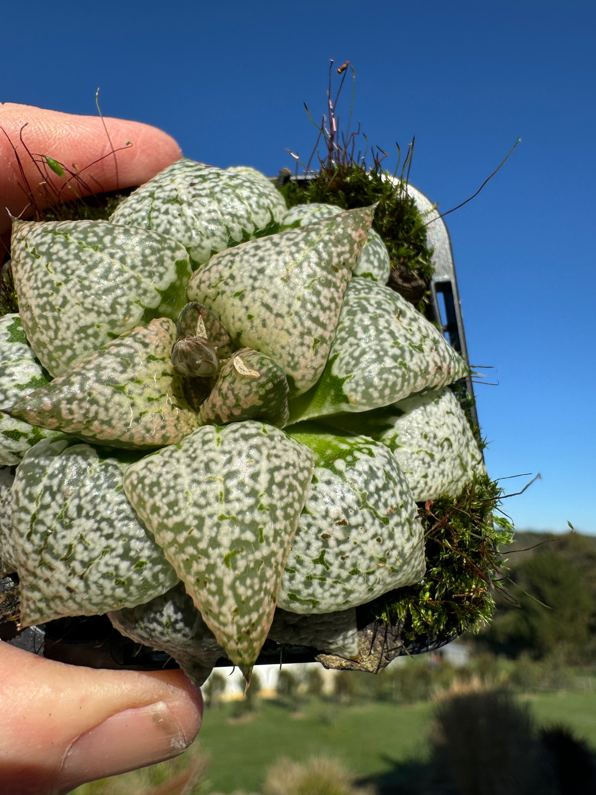 Haworthia splendins 'Baiyin' 80mm Pot One only H20