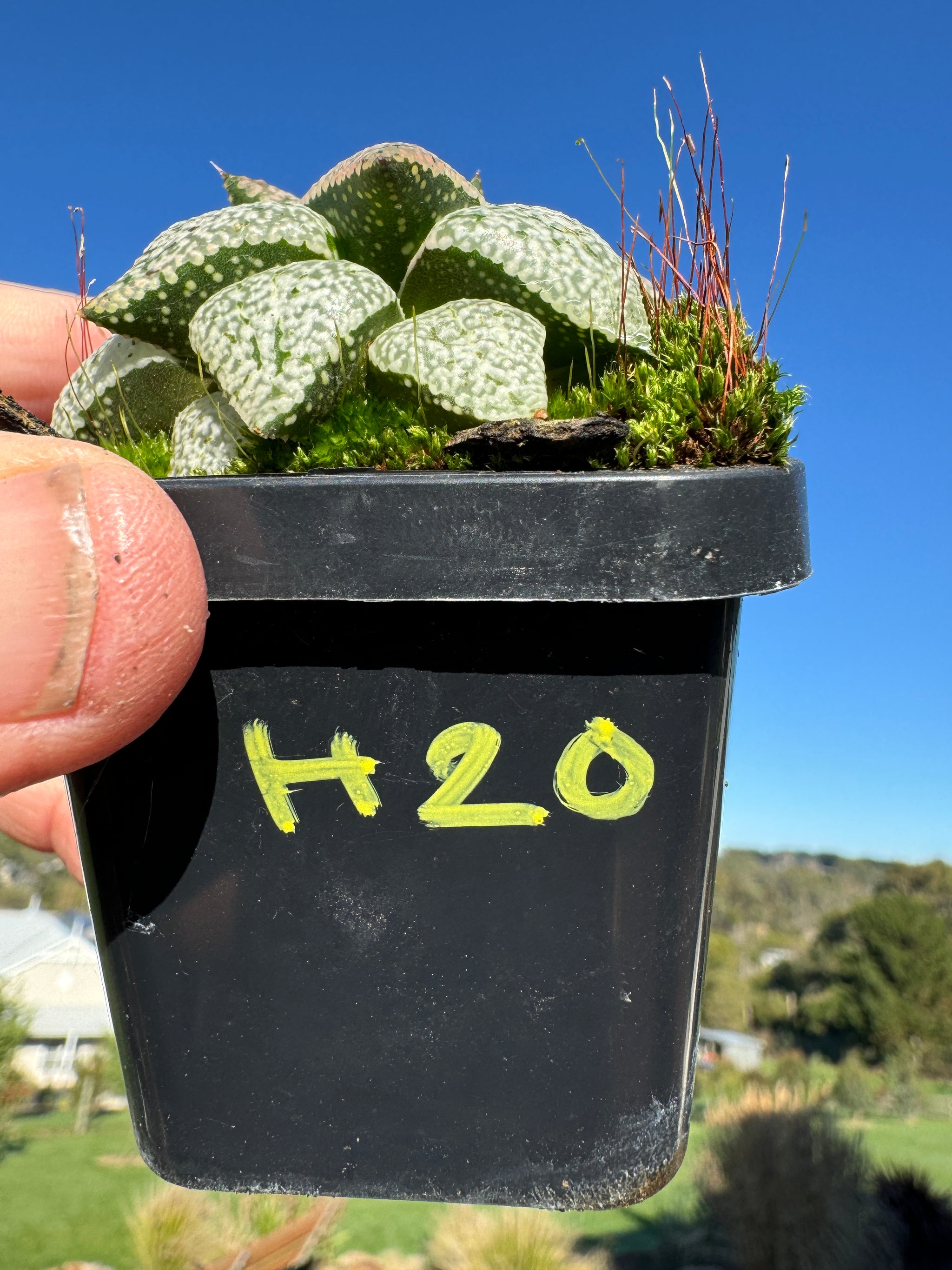 Haworthia splendins 'Baiyin' 80mm Pot One only H20