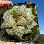 Haworthia splendins 'Baiyin' 80mm Pot One only H21