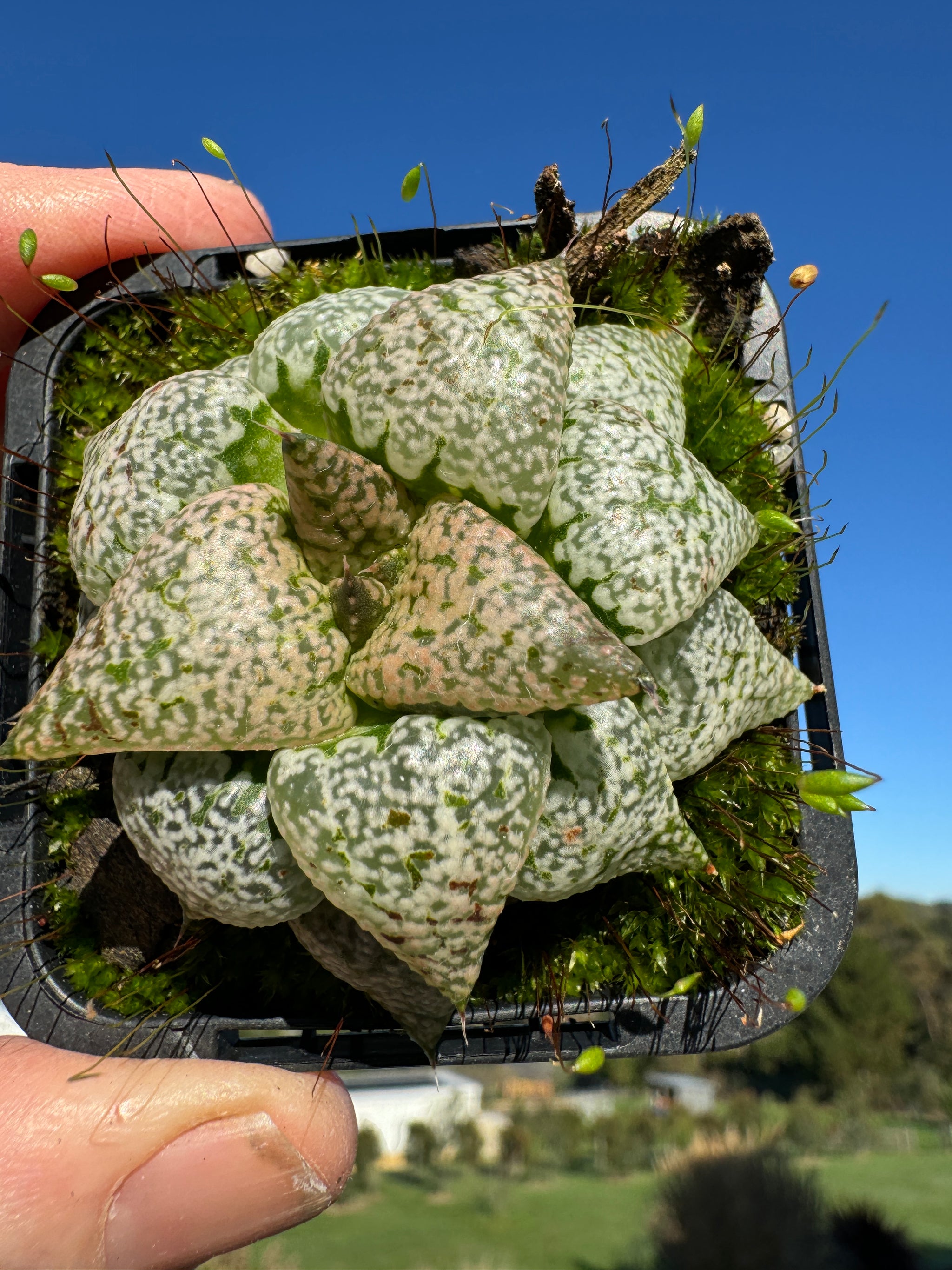 Haworthia splendins 'Baiyin' 80mm Pot One only H21