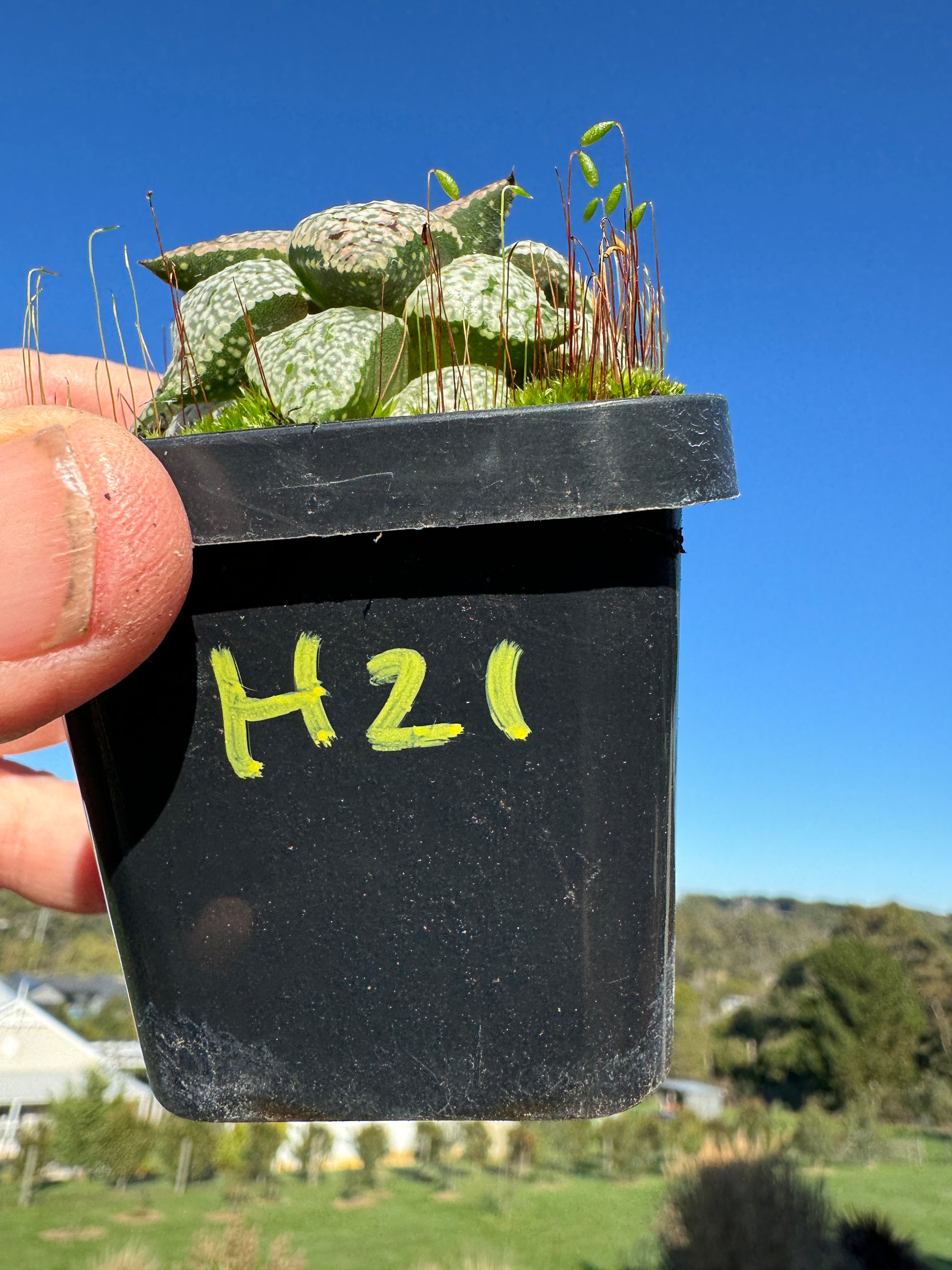 Haworthia splendins 'Baiyin' 80mm Pot One only H21