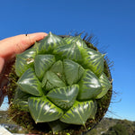 Haworthia 'Sansenjyu' One Off Special H23