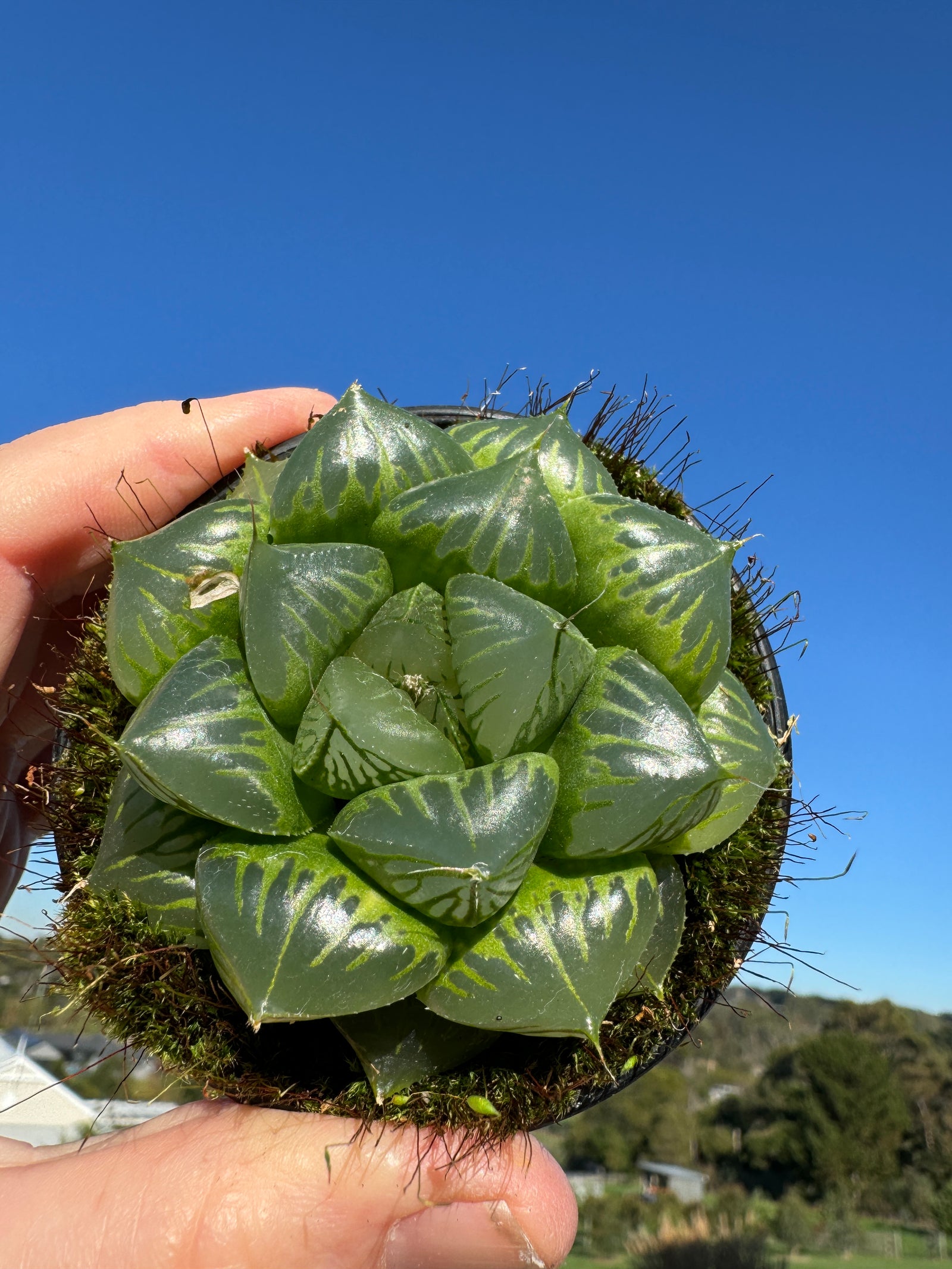 Haworthia 'Sansenjyu' One Off Special H23