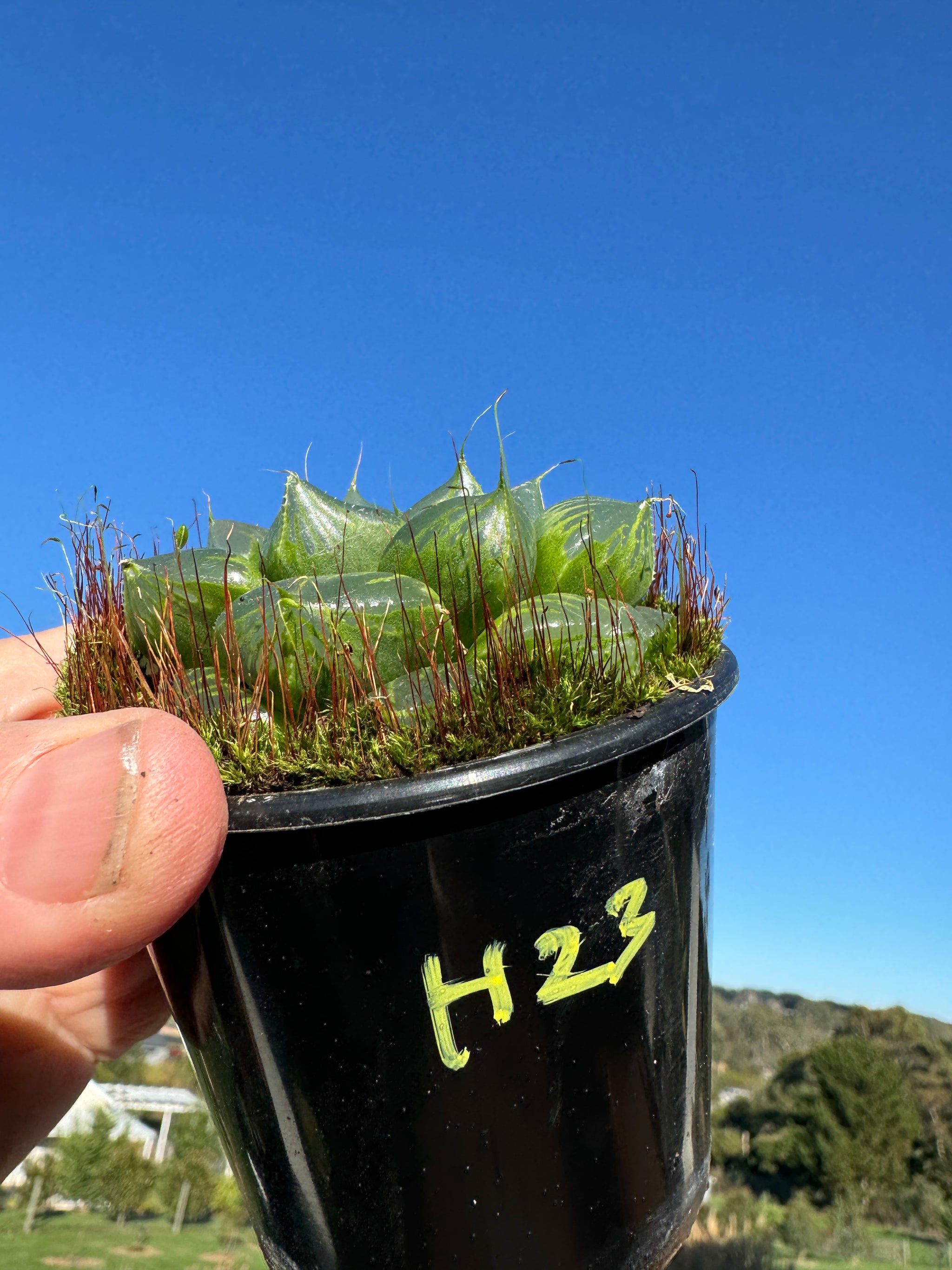 Haworthia 'Sansenjyu' One Off Special H23