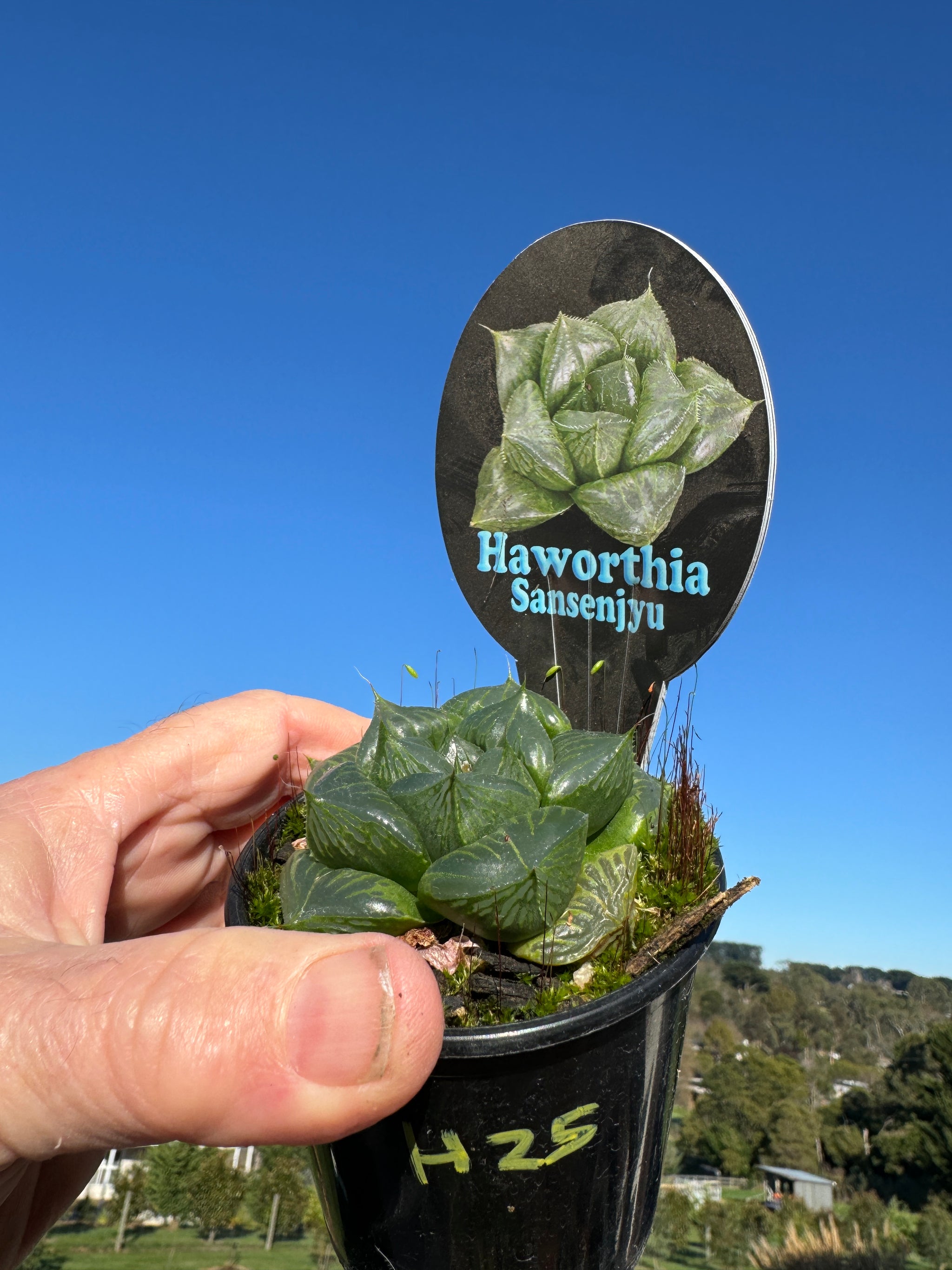 Haworthia Sansenjyu 80mm Pot One only H25