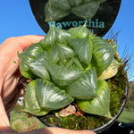 Haworthia Sansenjyu 80mm Pot One only H25