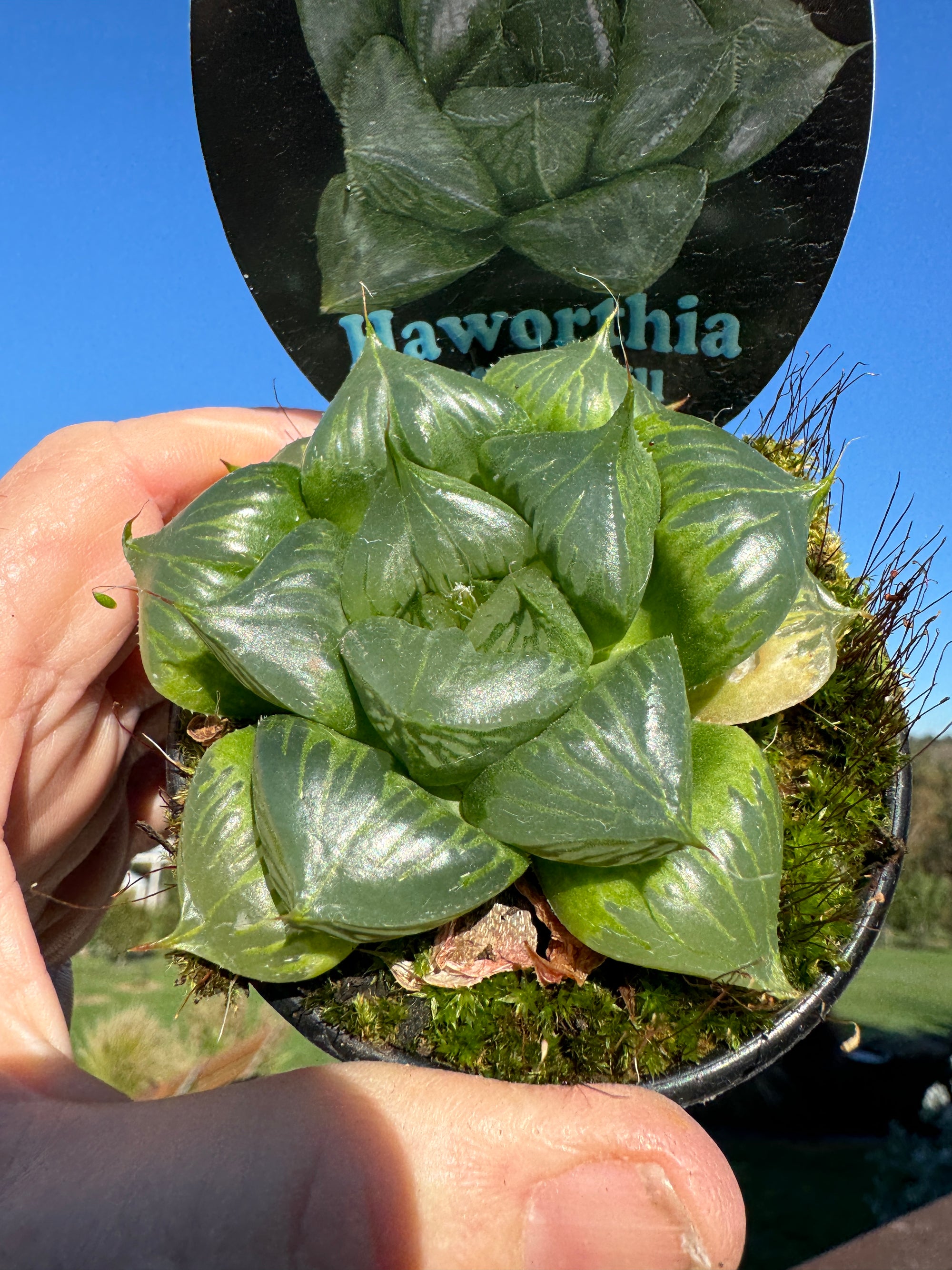 Haworthia Sansenjyu 80mm Pot One only H25