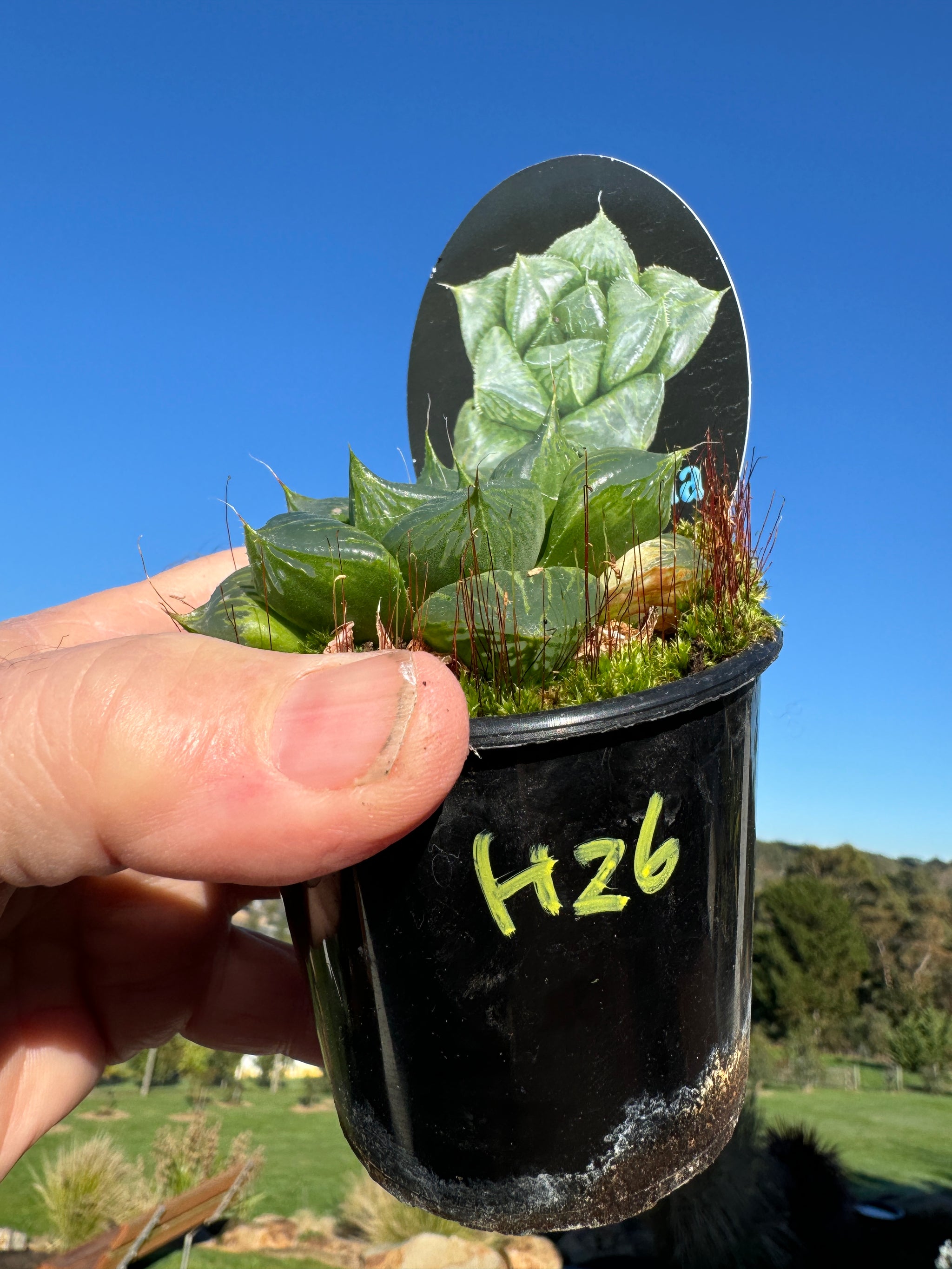 Haworthia Sansenjyu 80mm Pot One only H26