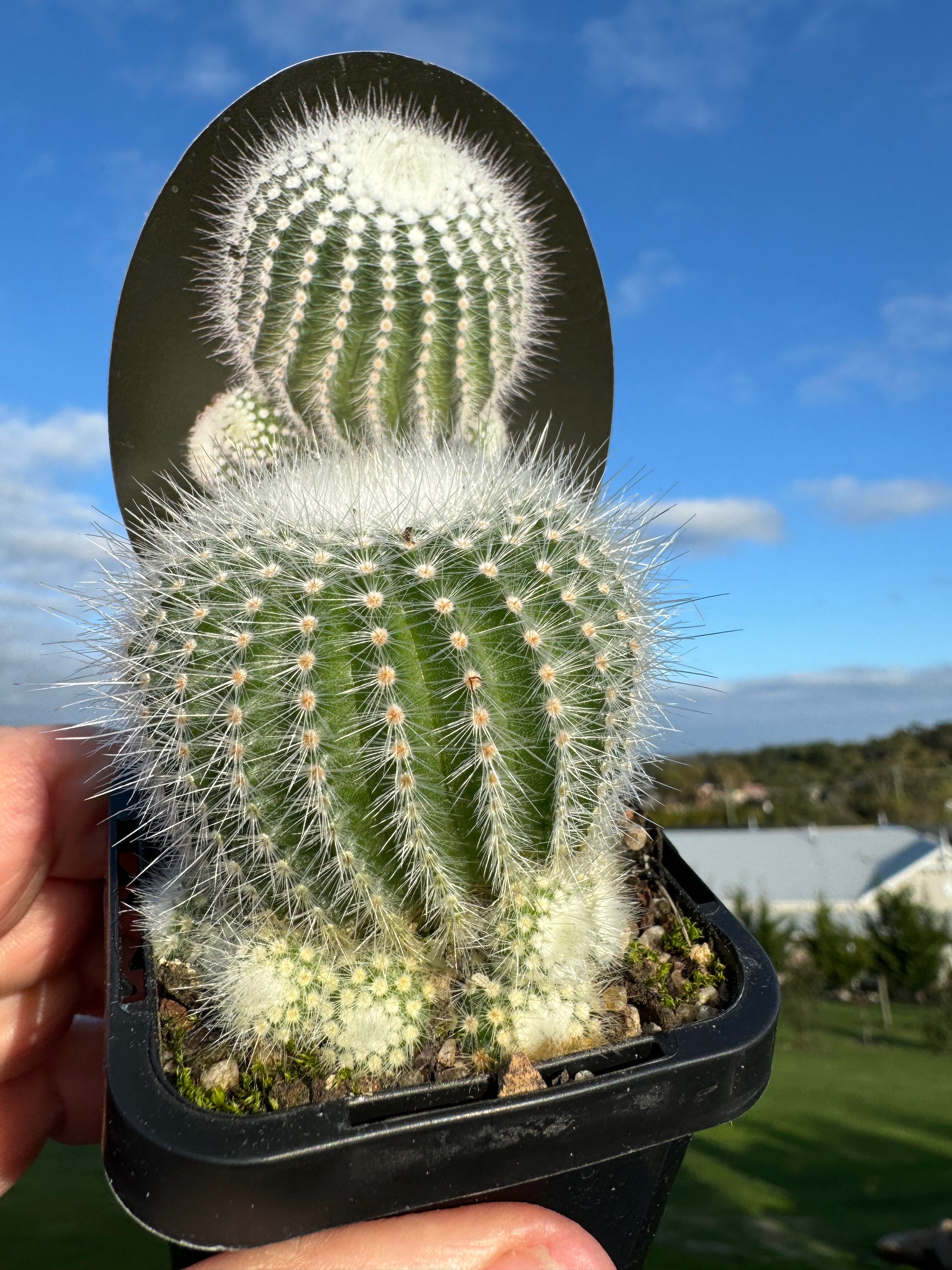 Parodia scopa albispina var. succinea