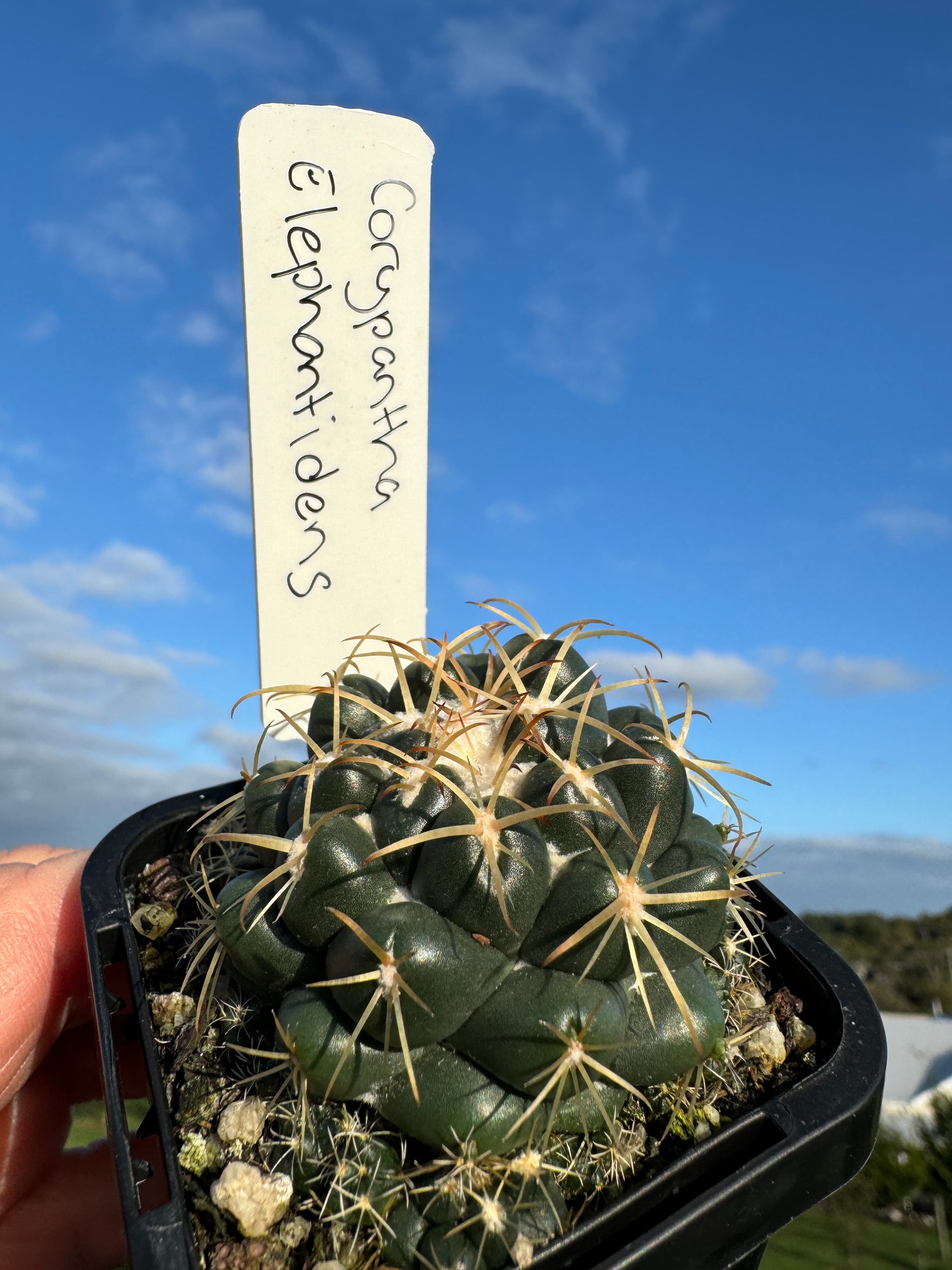 Coryphantha elephantidens