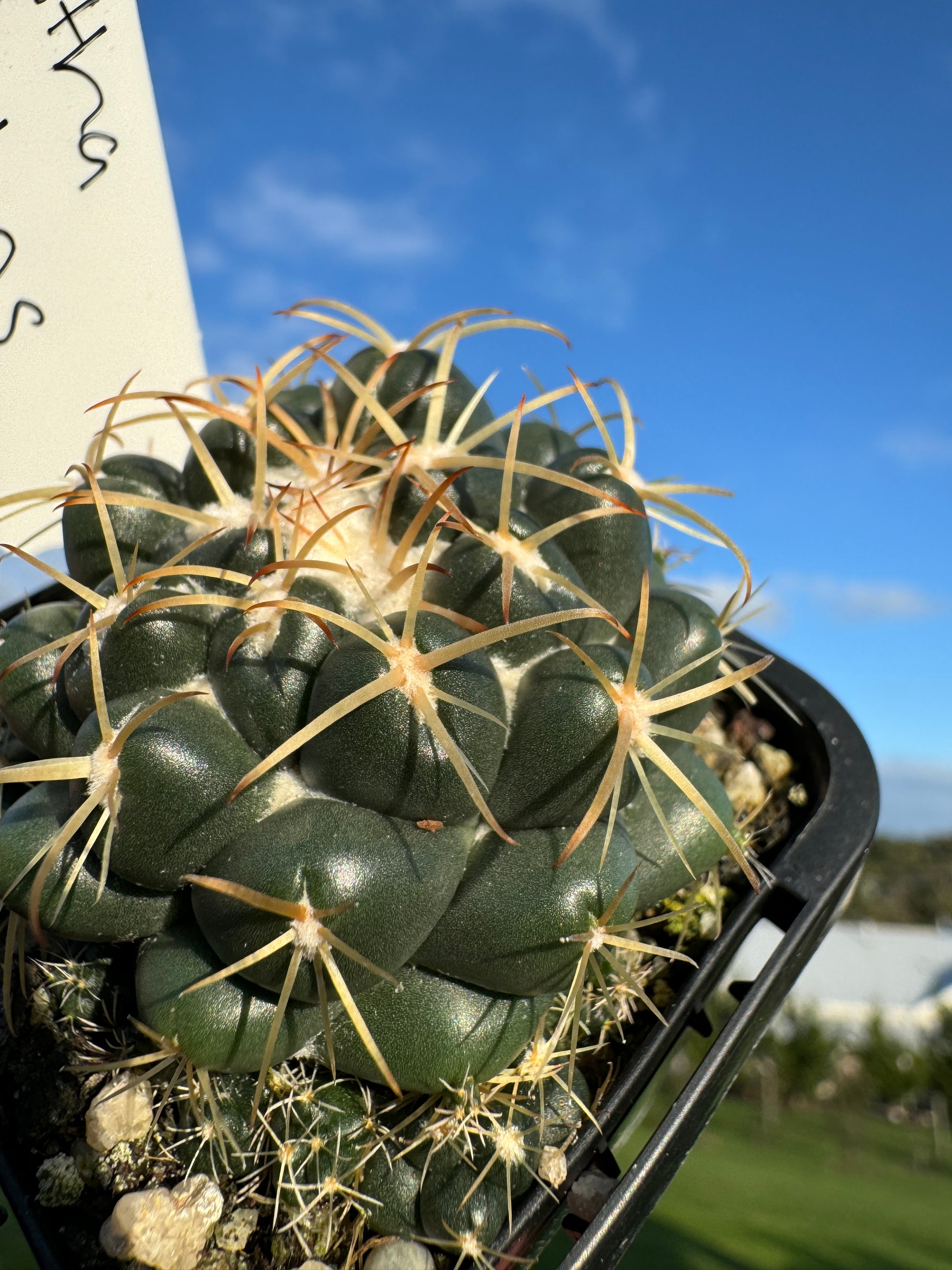 Coryphantha elephantidens