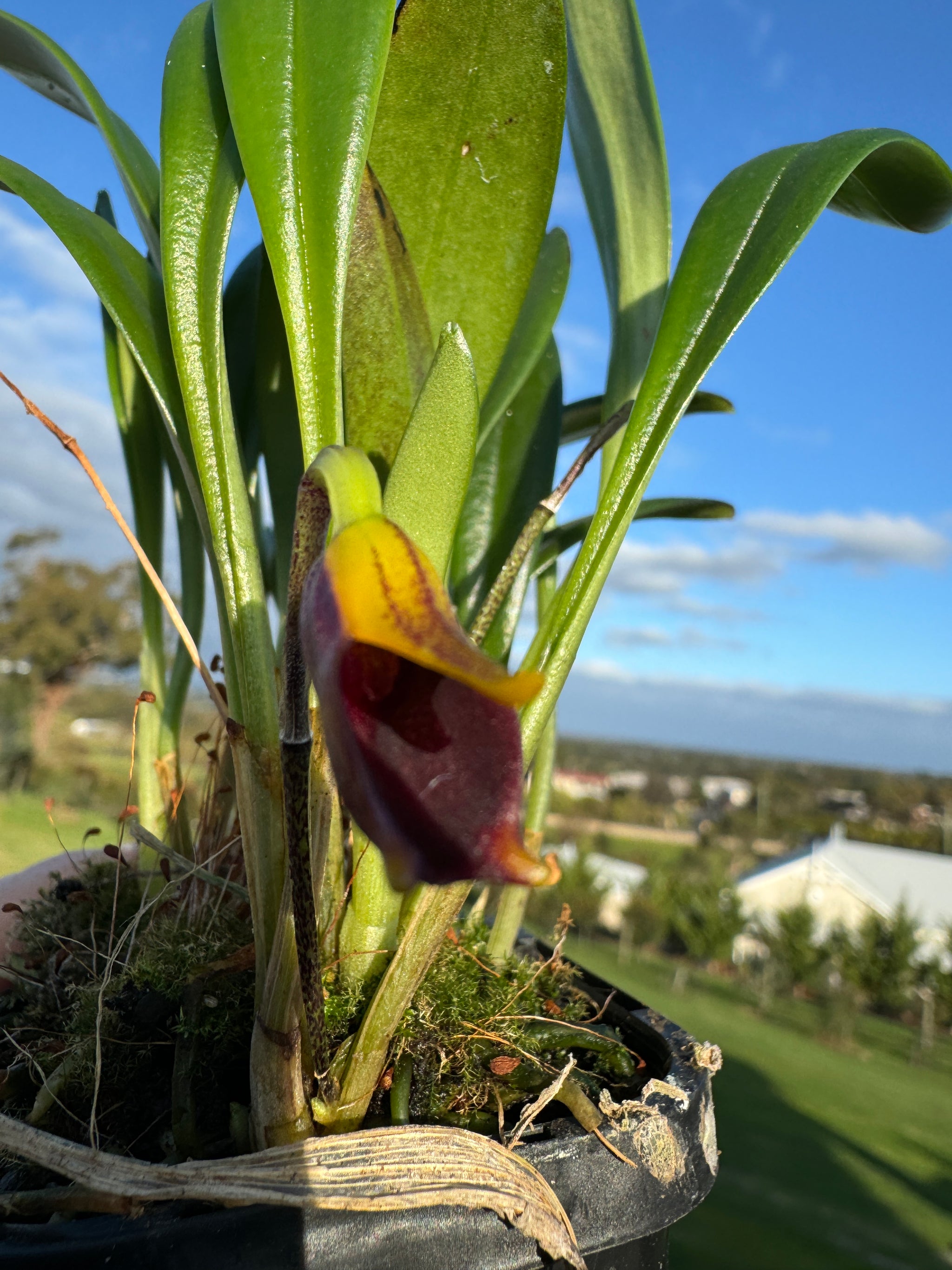 Masdevallia  pyxis advanced orchid