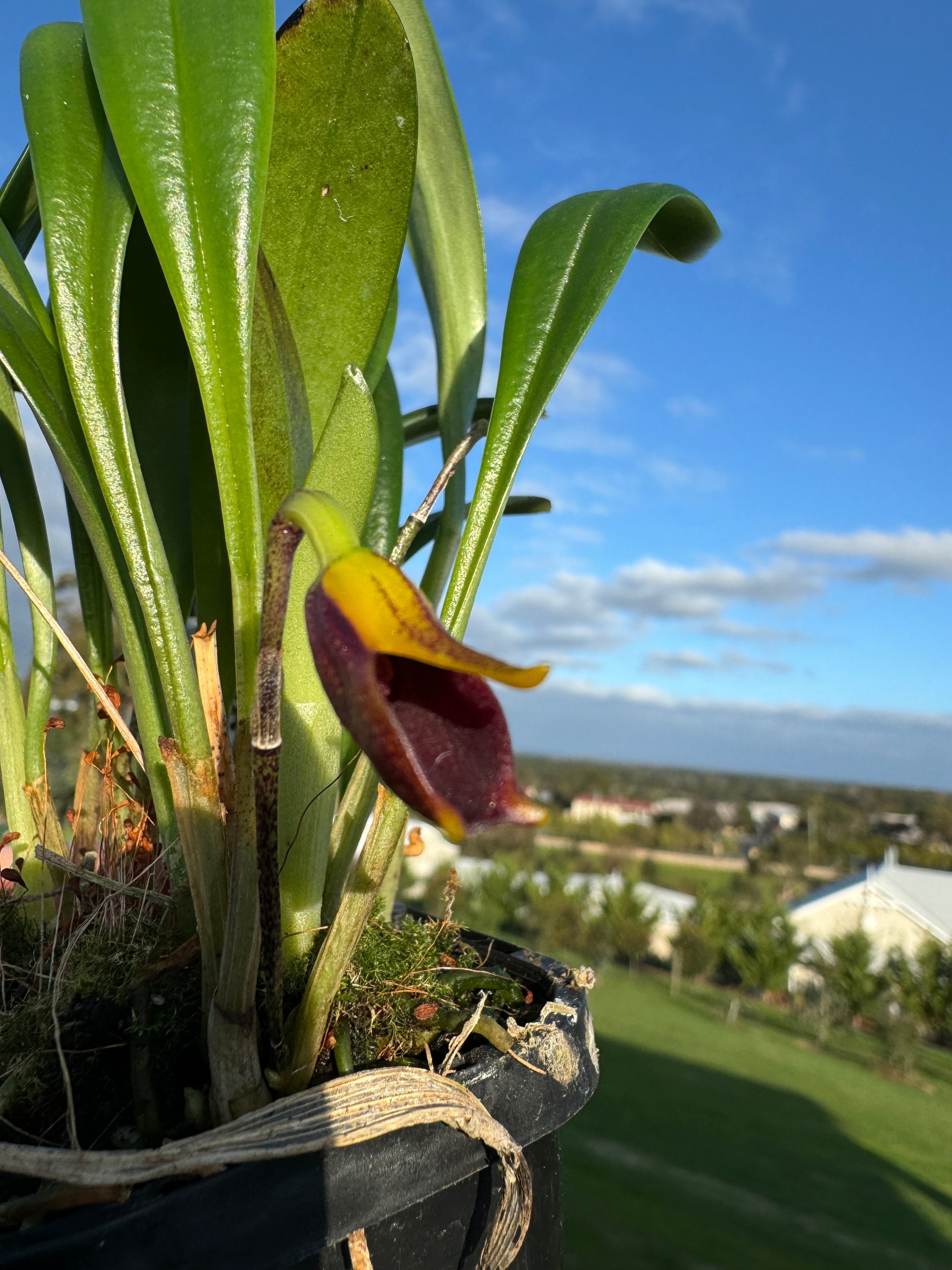 Masdevallia  pyxis advanced orchid