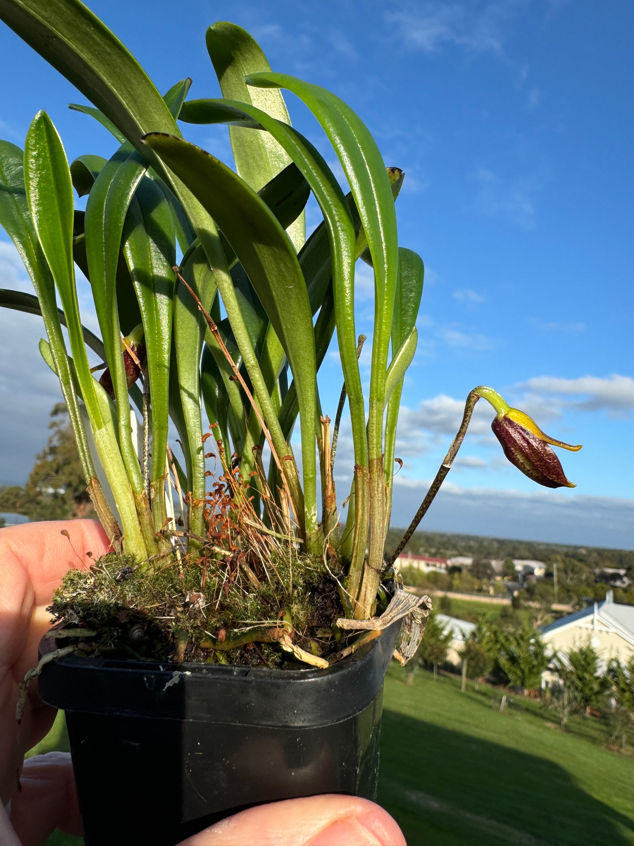 Masdevallia  pyxis advanced orchid