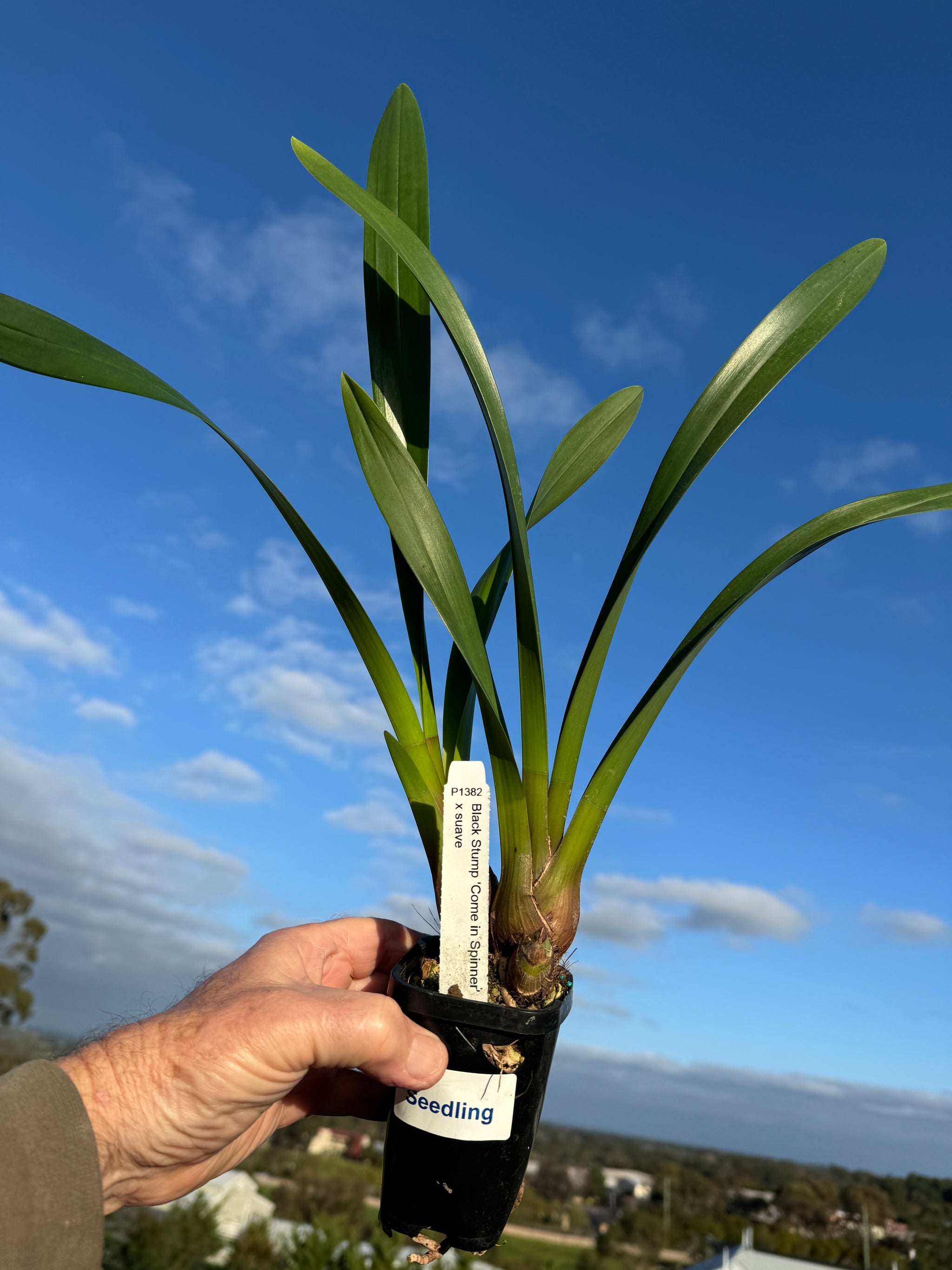 Cymbidium Black Stump 'Come In Spinner' x suave