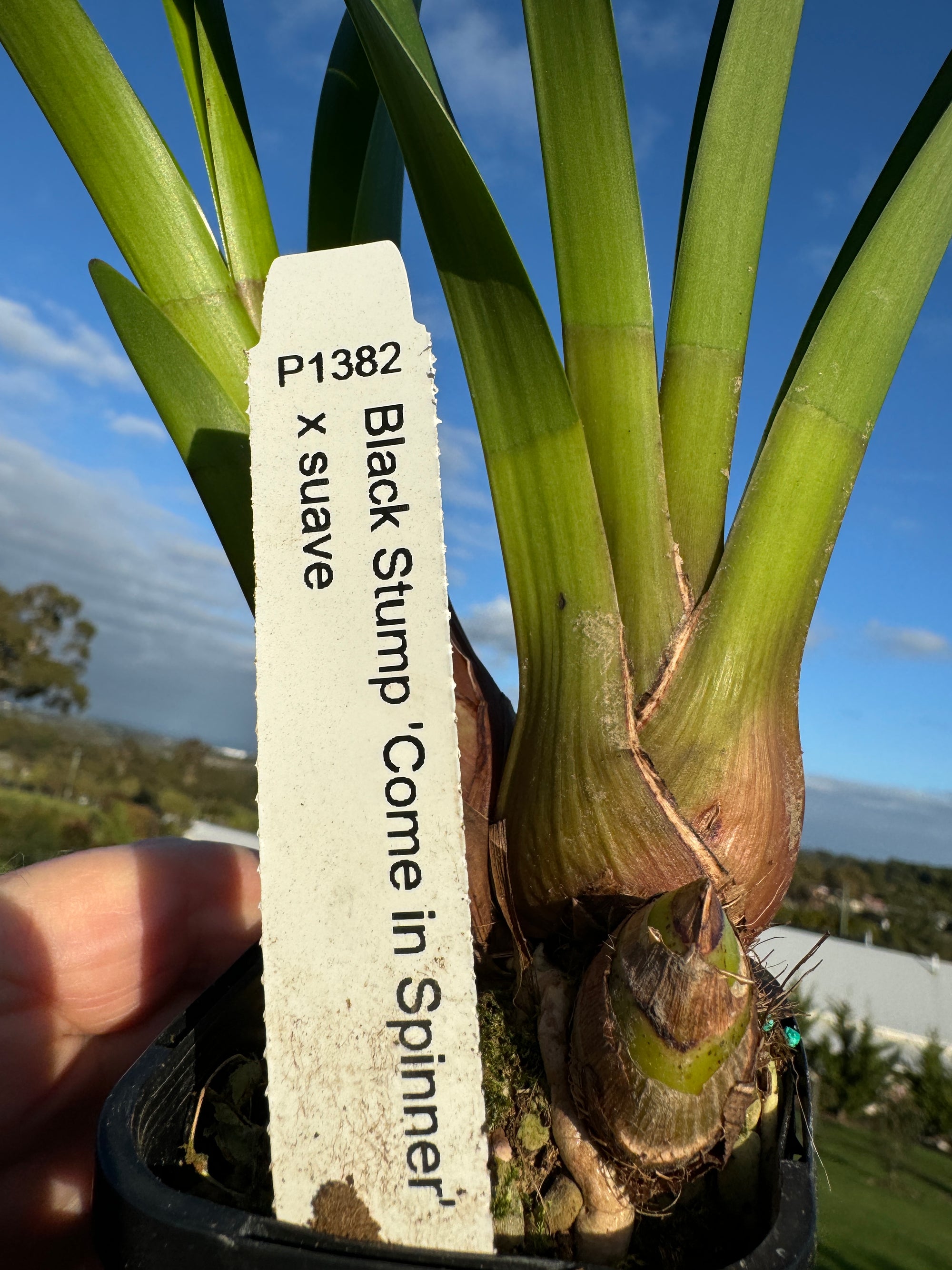 Cymbidium Black Stump 'Come In Spinner' x suave