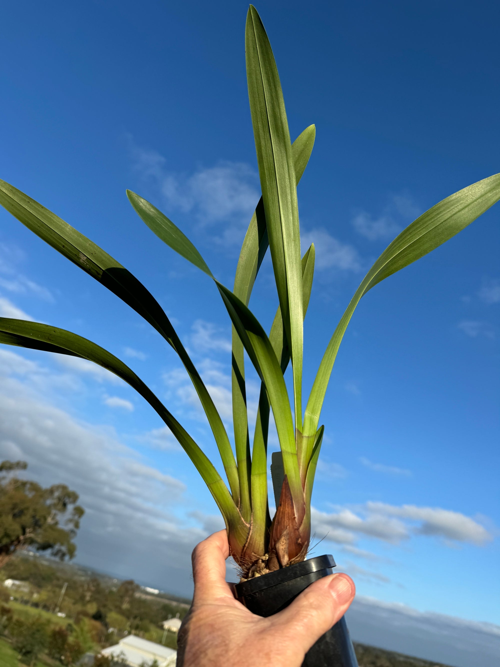 Cymbidium Black Stump 'Come In Spinner' x suave