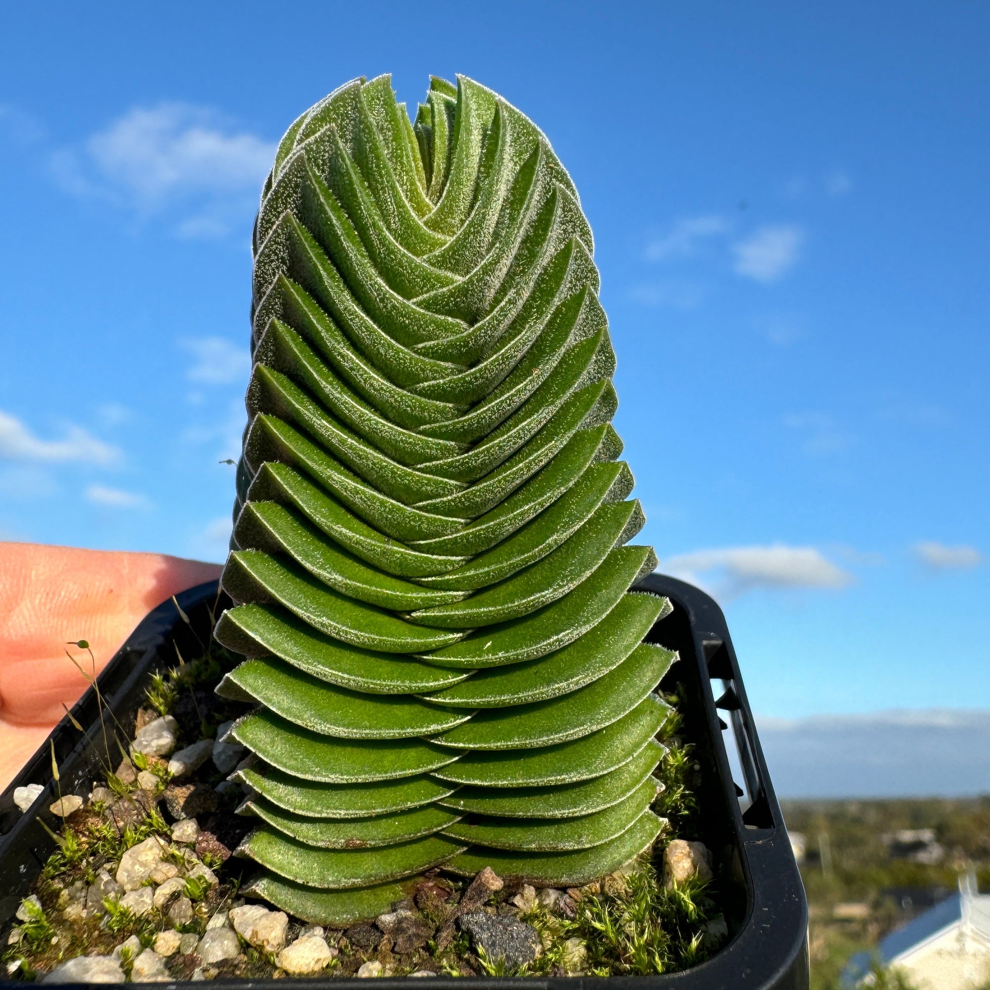 buddha tower succulent Crassula Buddha's Temple – Collectors Online