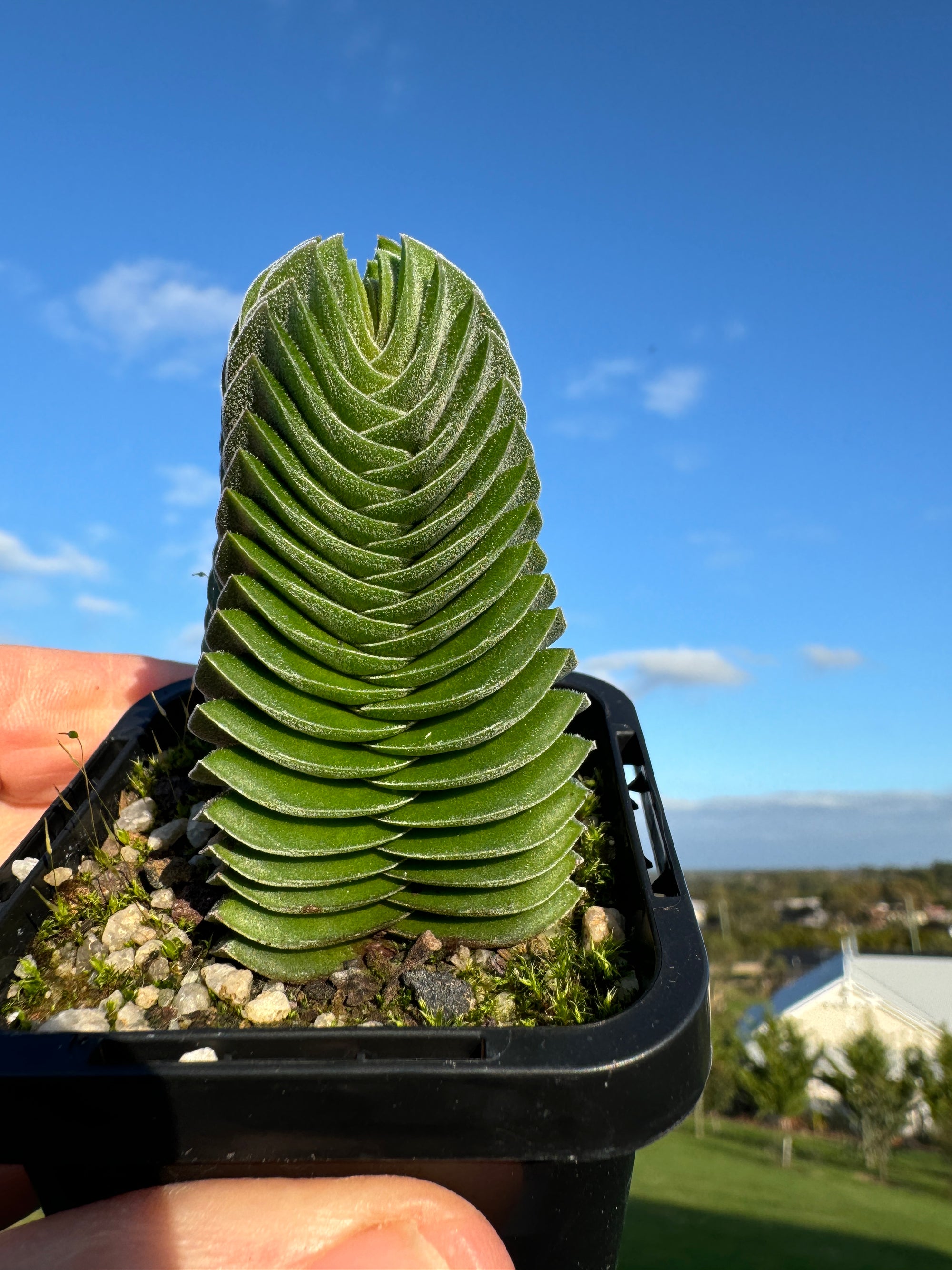 Crassula Buddha's Temple (NOT FOR WA)