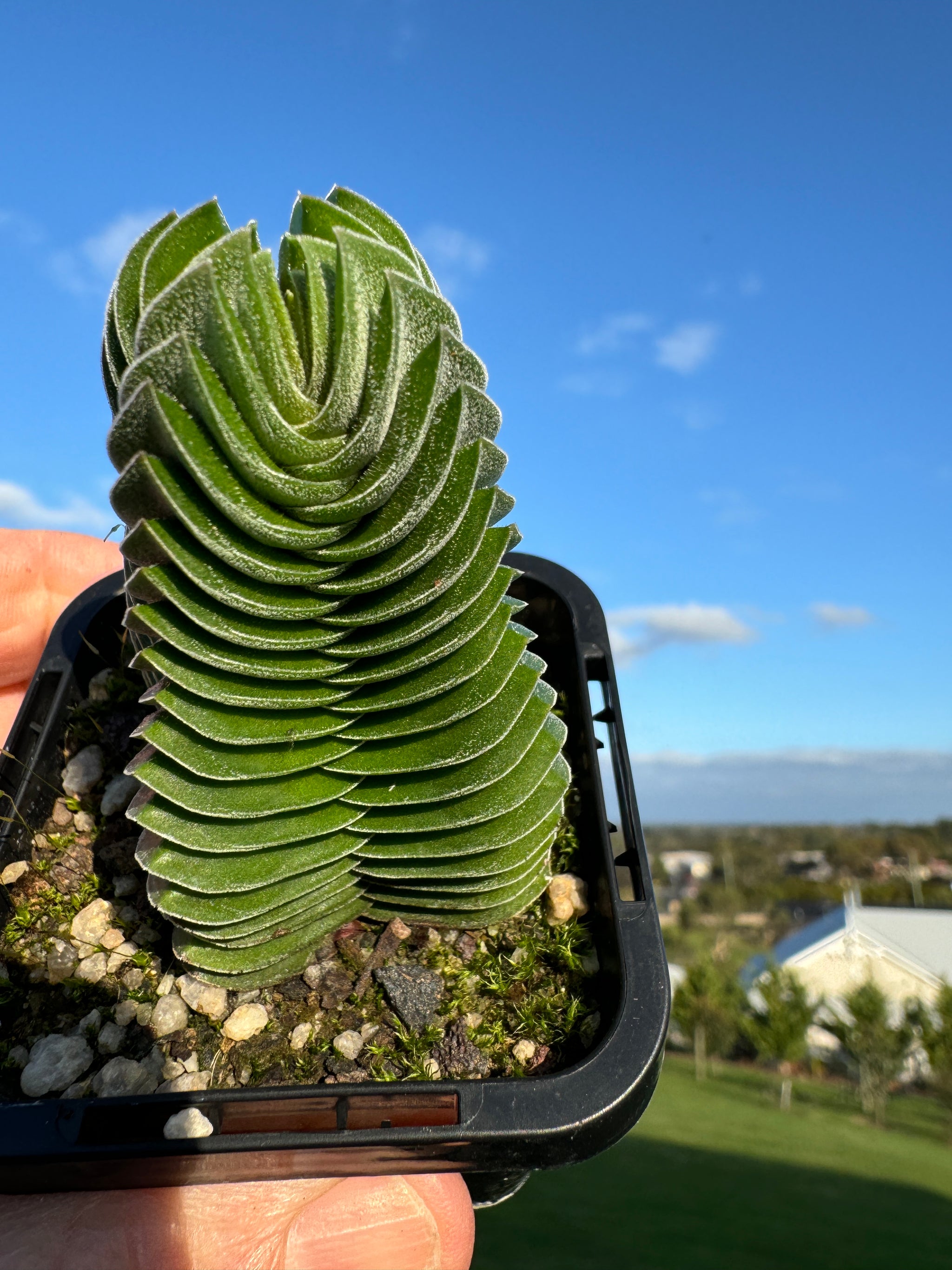 Crassula Buddha's Temple (NOT FOR WA)