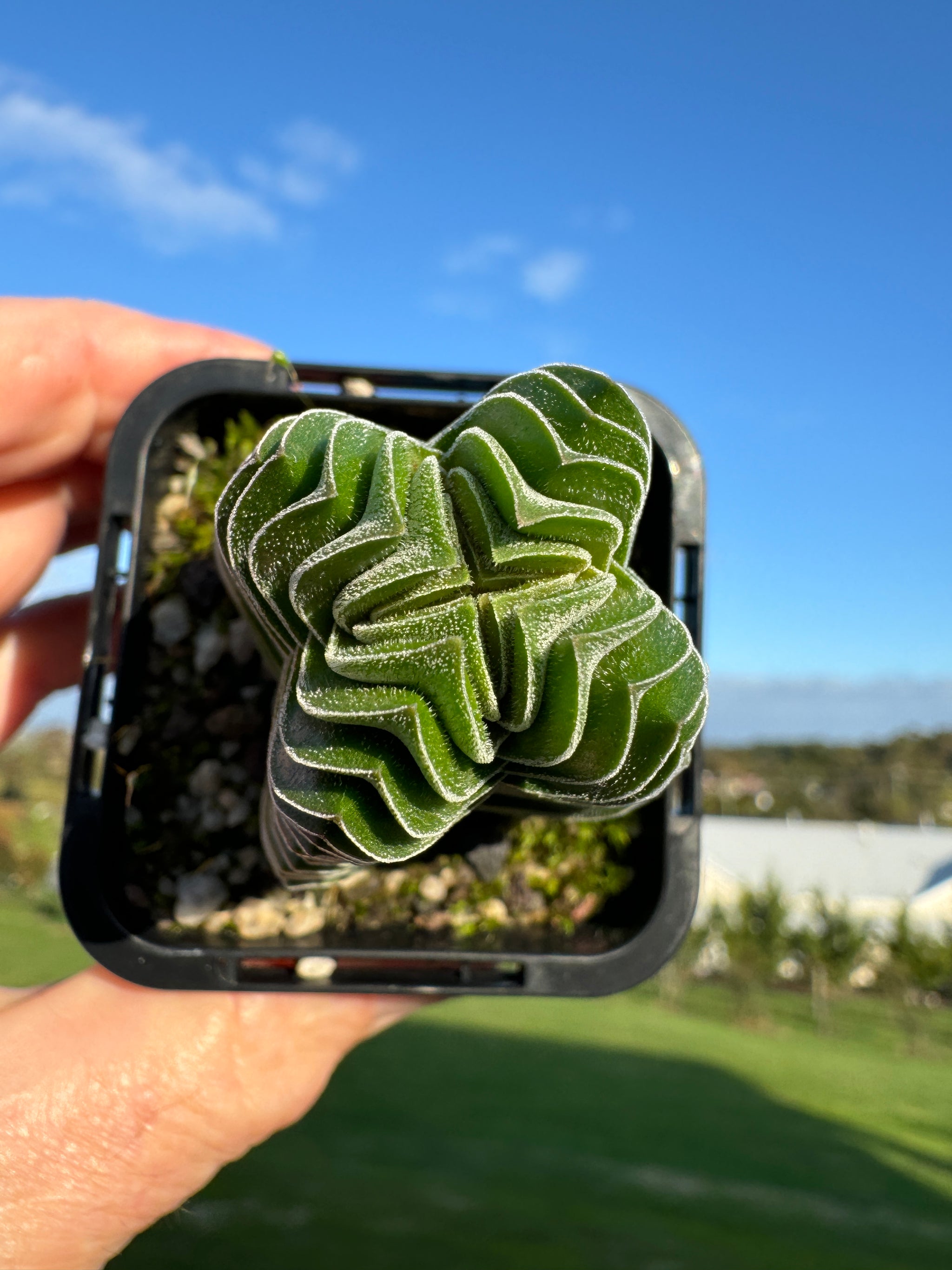 Crassula Buddha's Temple (NOT FOR WA)