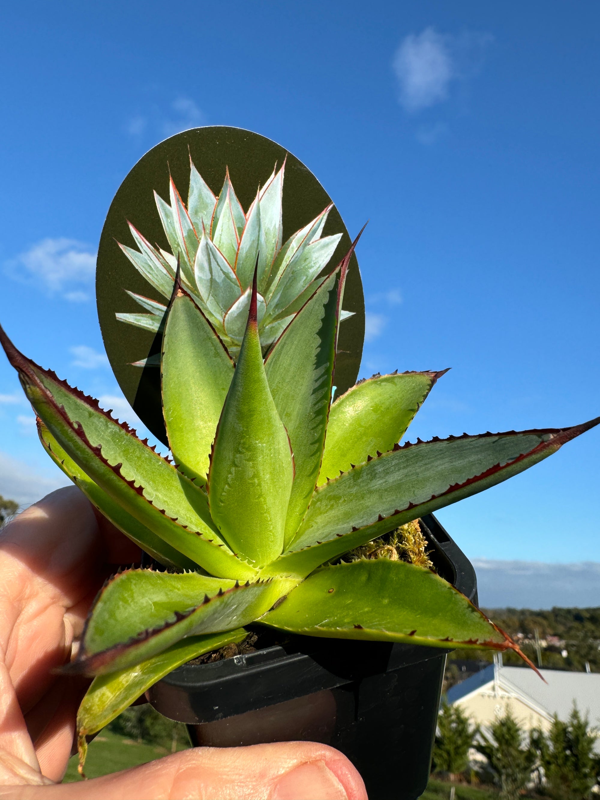 Agave 'Blue Glow'