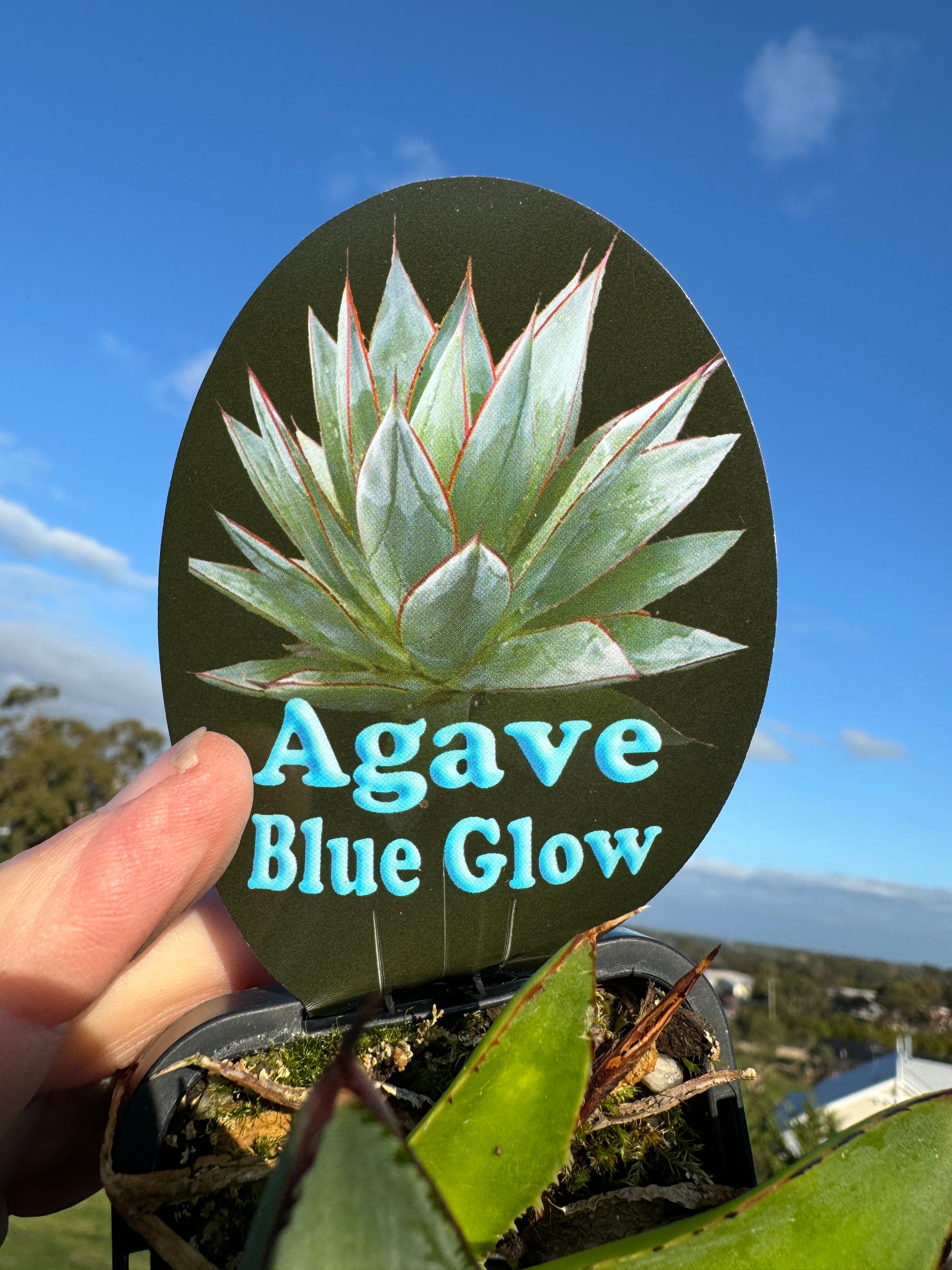 Agave 'Blue Glow'