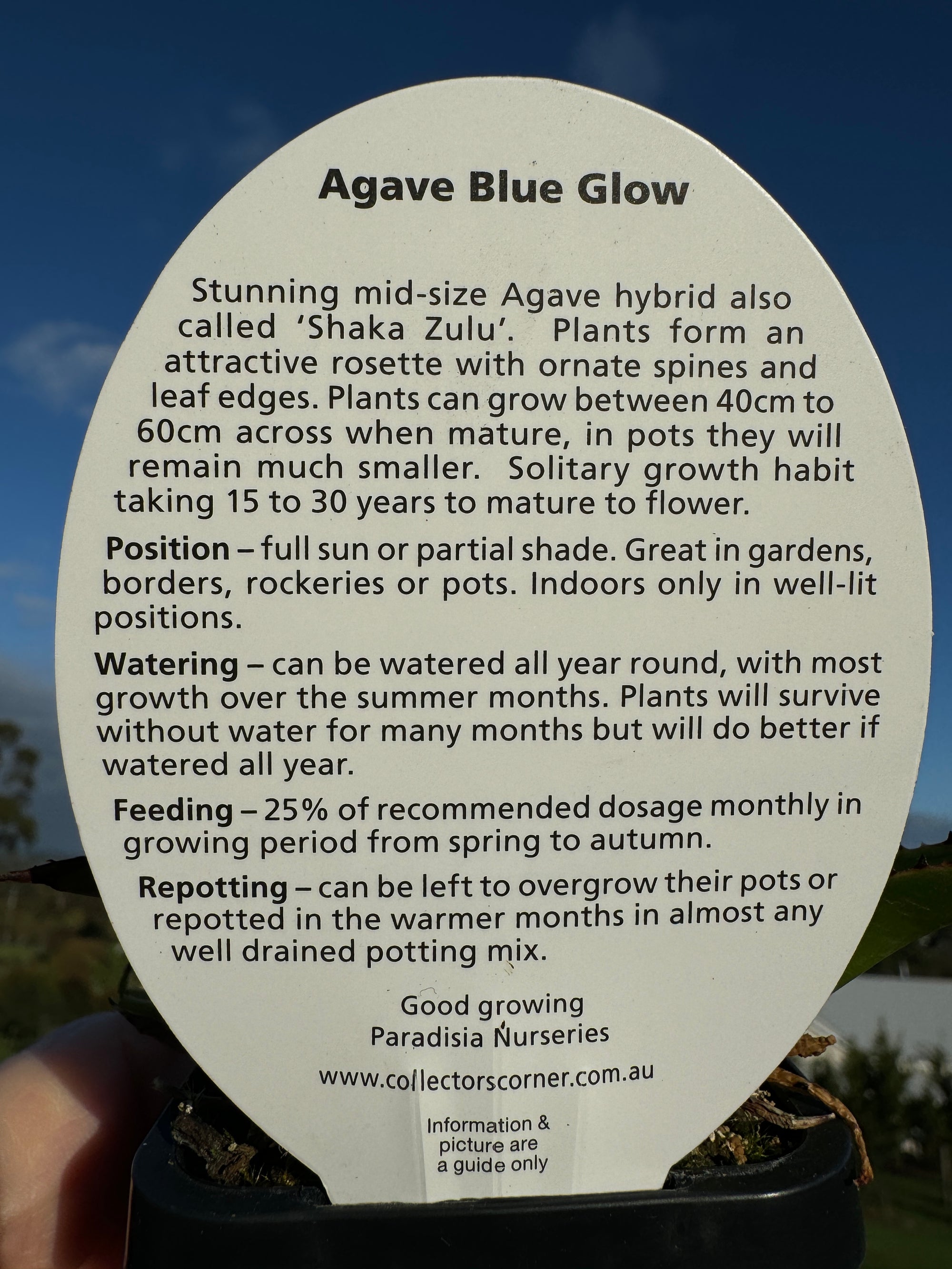 Agave 'Blue Glow'